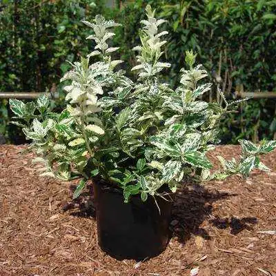 Kriechspindel Harlequin 11 cm Topf