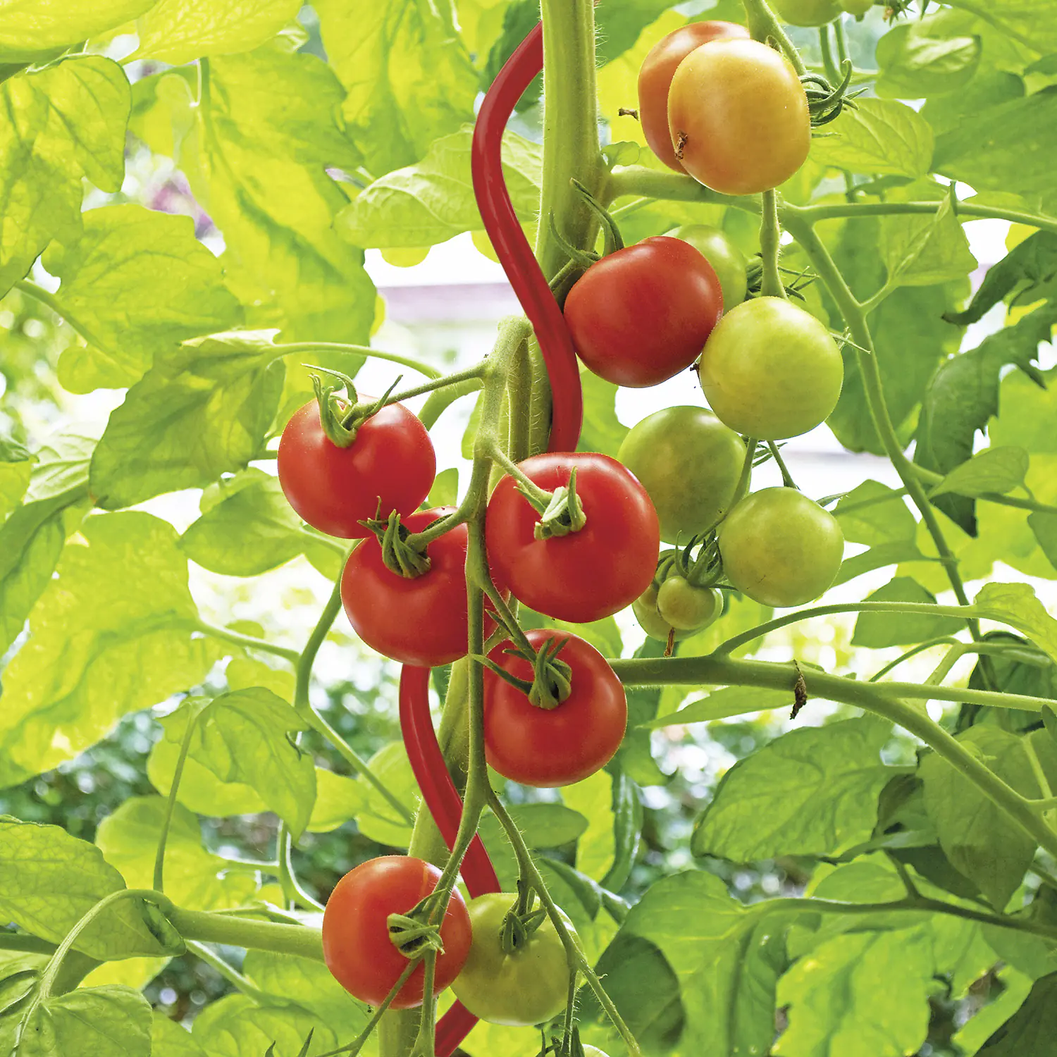 Bellissa Tomatenspirale COLORATA 110, 4 x 4 x 110 cm, rot