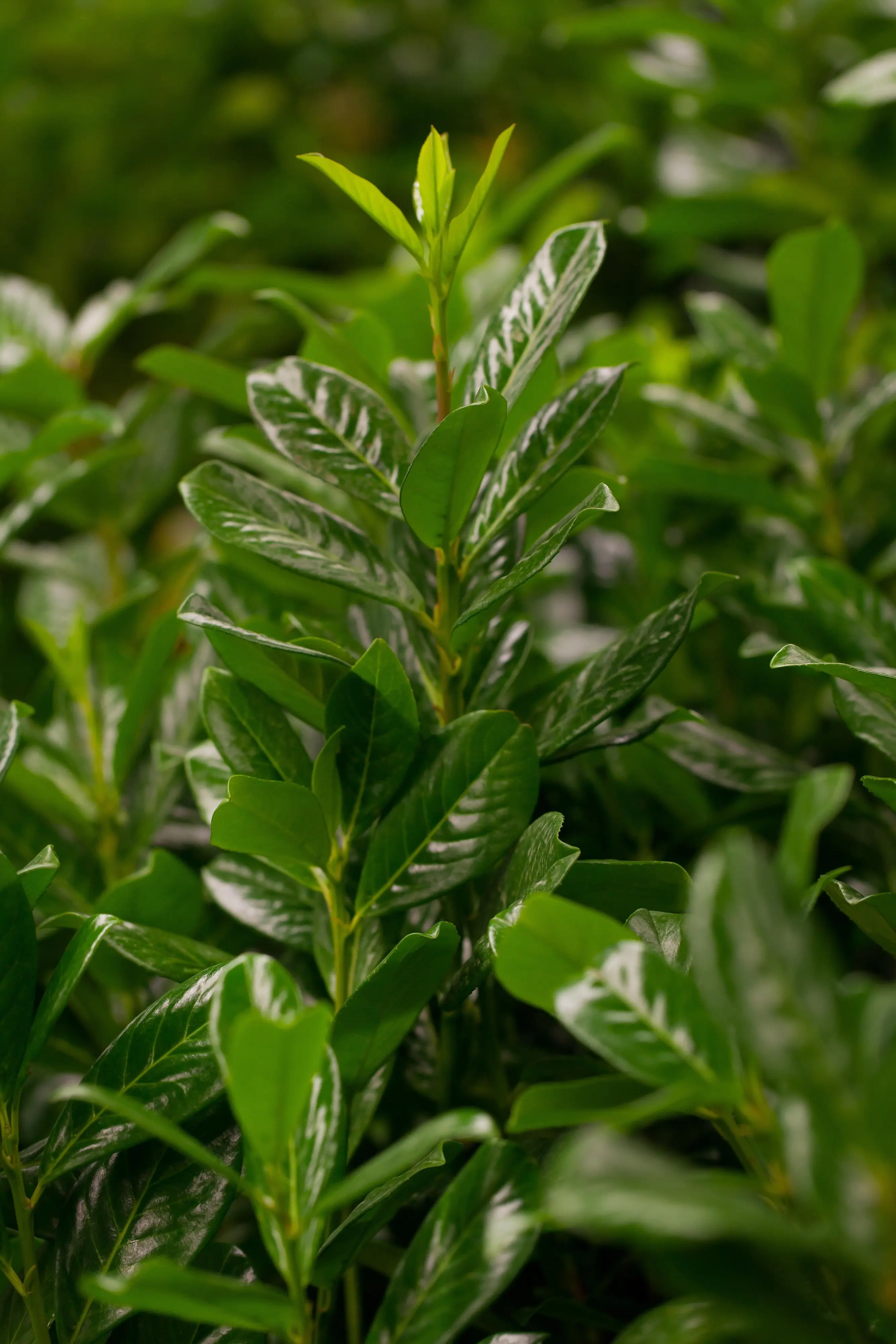 Kirschlorbeer Novita Prunus laur. Novita H 125 - 150 cm, 20 Stück