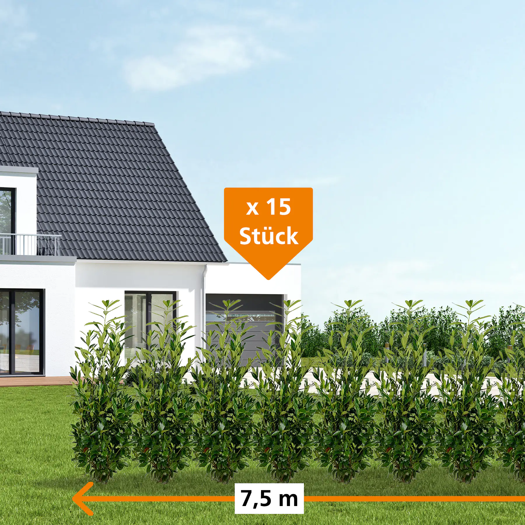 Kirschlorbeer Caucasica Prunus laur. Caucasica H 150 - 175 cm, 15 Stück