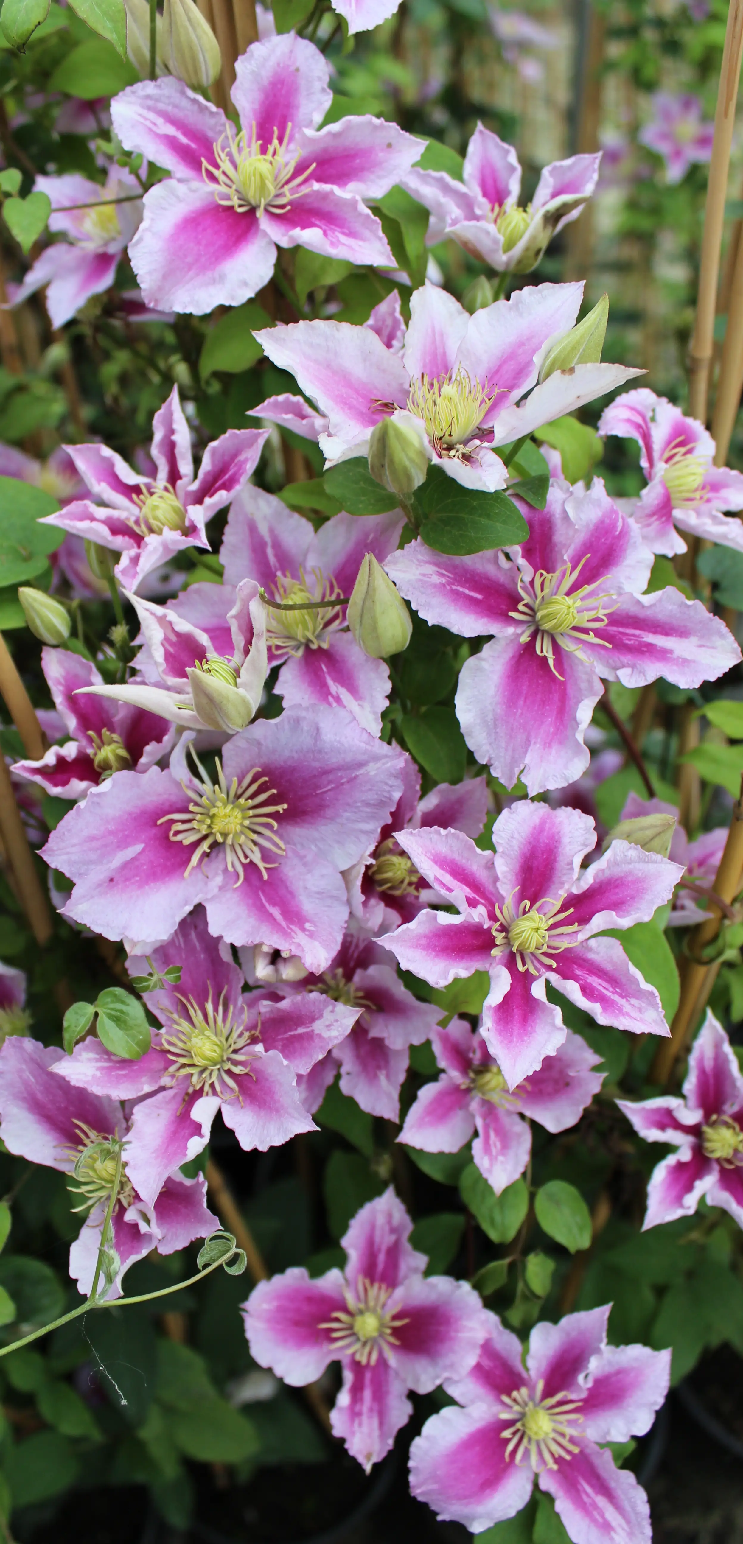Waldrebe Clematis 2-farbig H 40 - 60 cm 2 L Eckcontainer Waldrebe Clematis 2-farbig H 40 - 60 cm 2 L Eckcontainer
