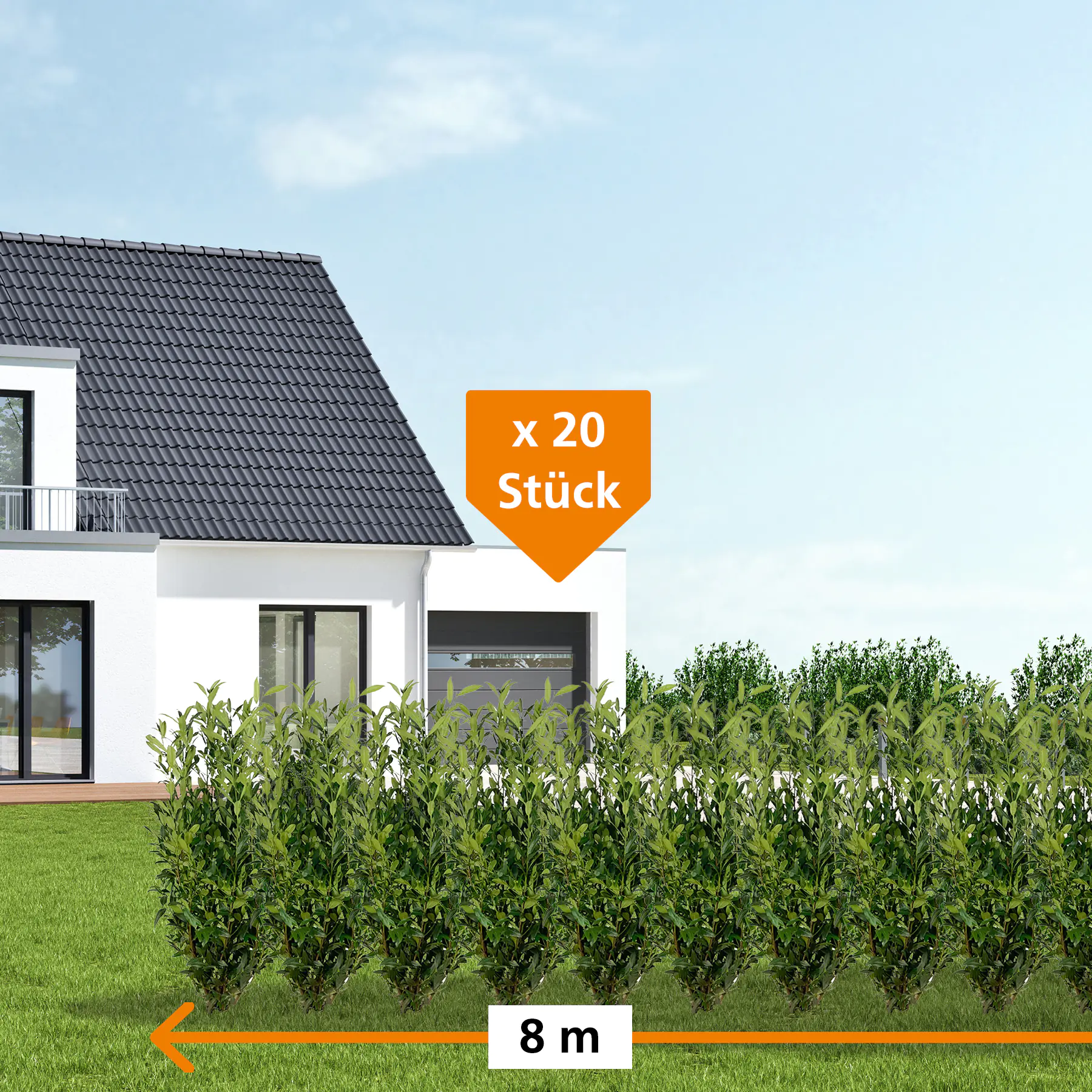 Kirschlorbeer Herbergii Prunus laur. Herbergii H 100 - 125 cm, 20 Stück Kirschlorbeer Herbergii Prunus laur. Herbergii H 100 - 125 cm, 20 Stück