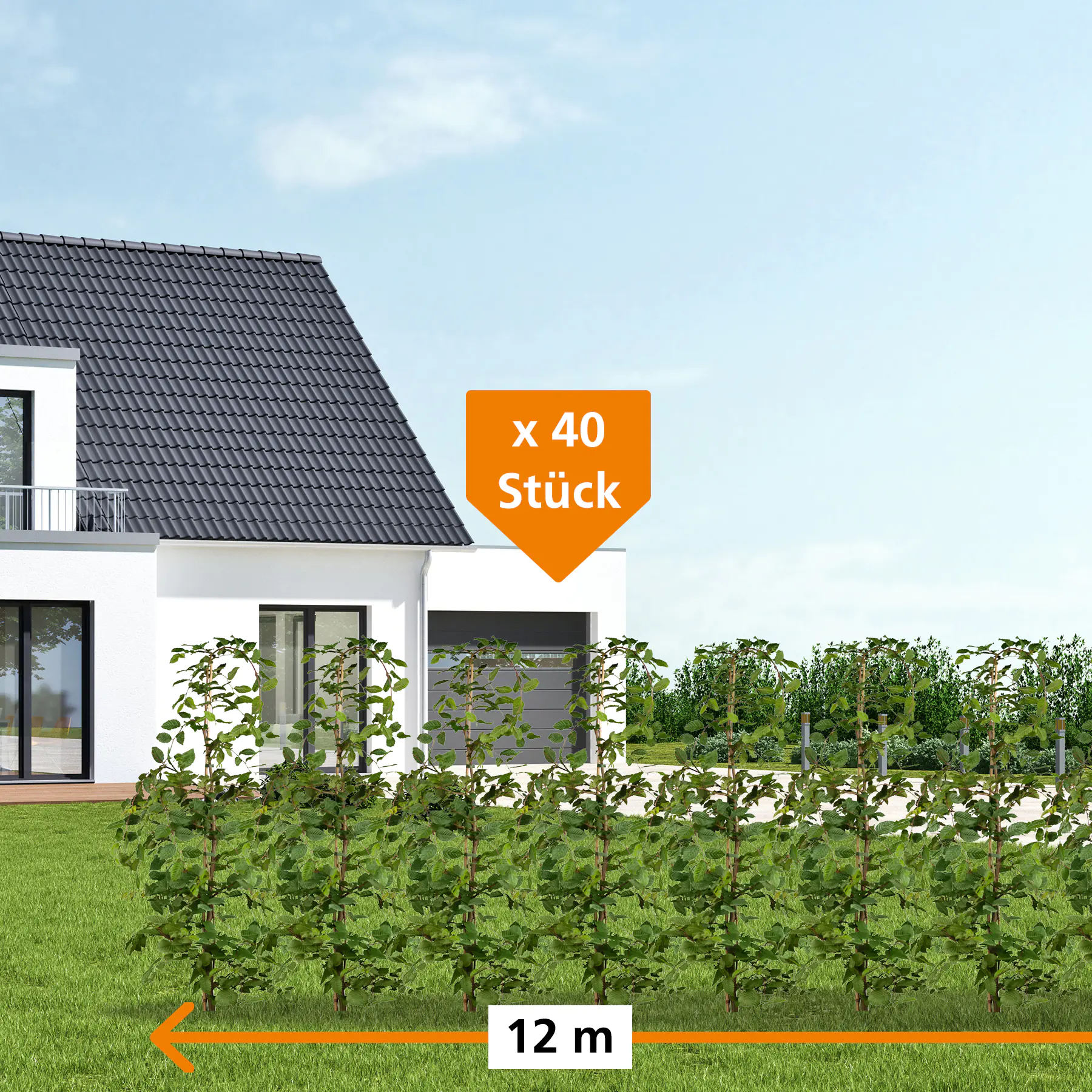 Hainbuche Carpinus betulus H 150 - 175 cm, 40 Stück