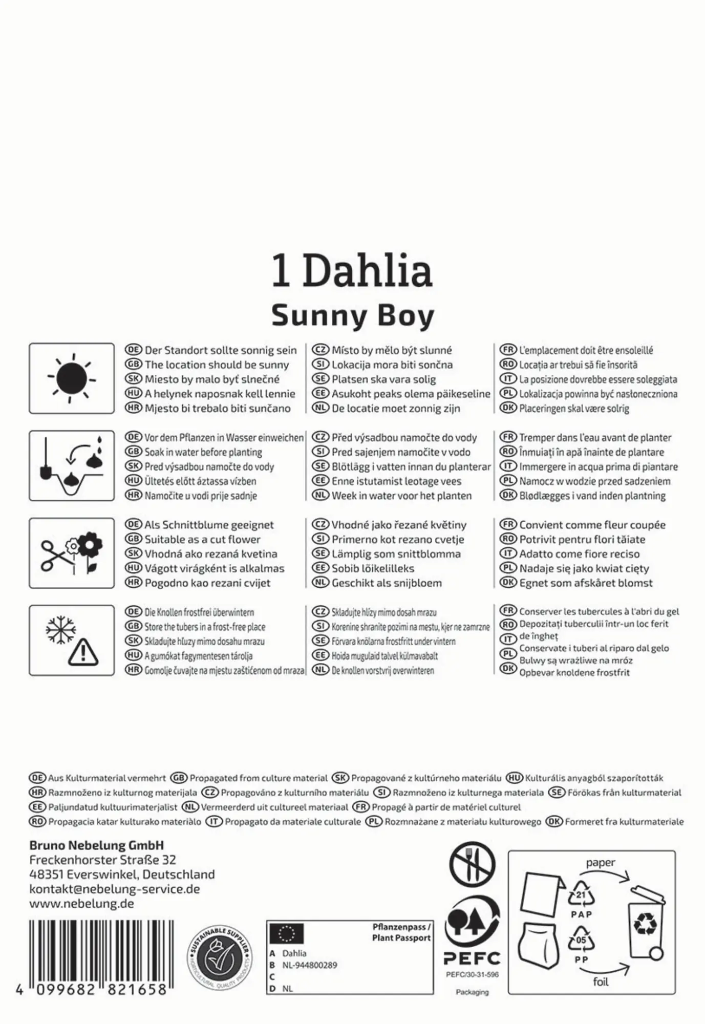 Kiepenkerl Profi-Line Frühjahrsblumenzwiebel Ball-Dahlie Sunny Boy 1 Stück