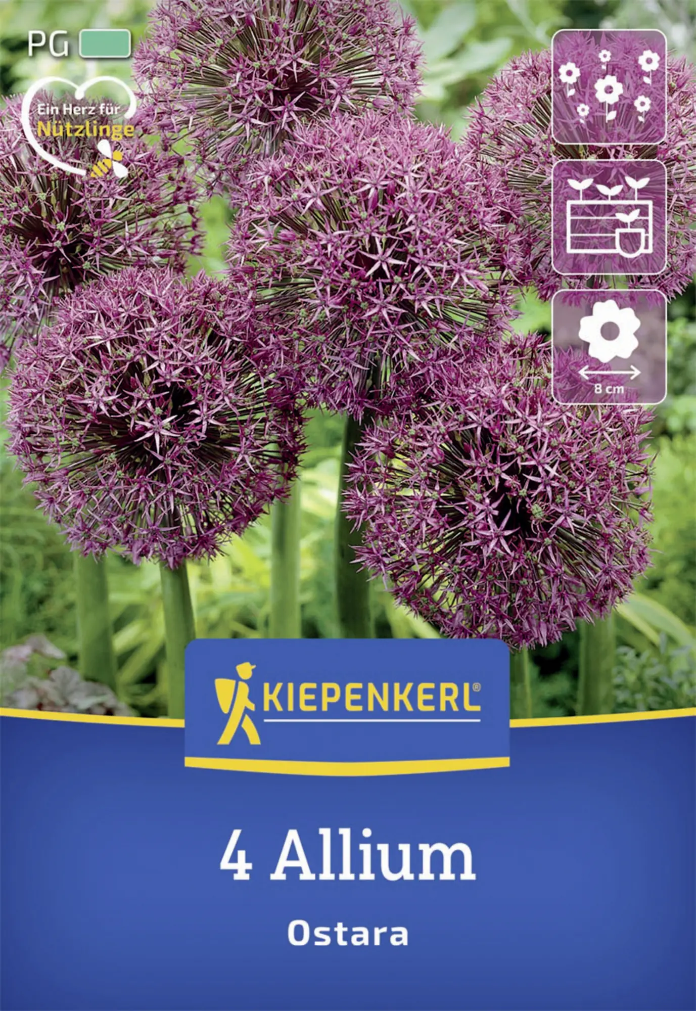 Kiepenkerl Herbstblumenzwiebel Zierlauch Ostara 4 Stück