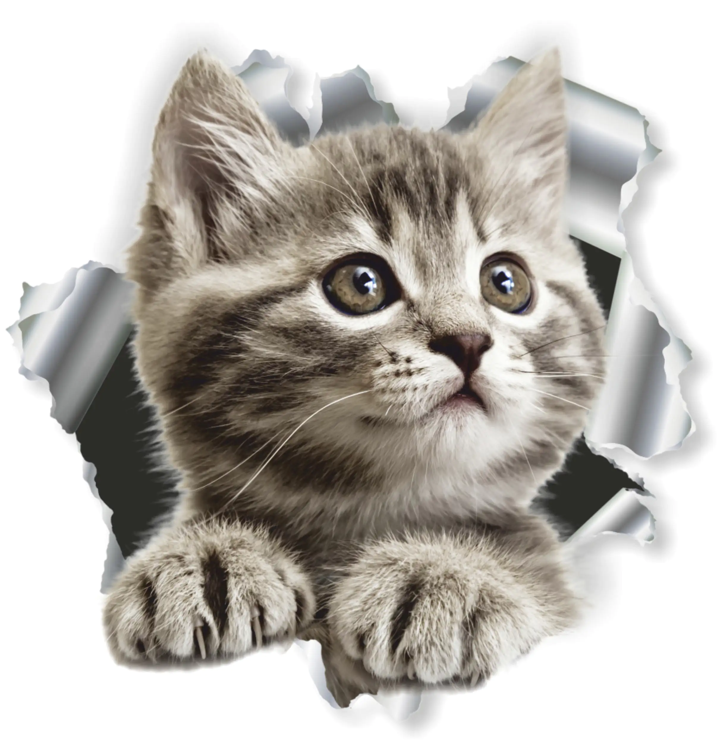 Hermann Schütz Aufkleber Einschussloch Katze Hermann Schütz Aufkleber Einschussloch Katze