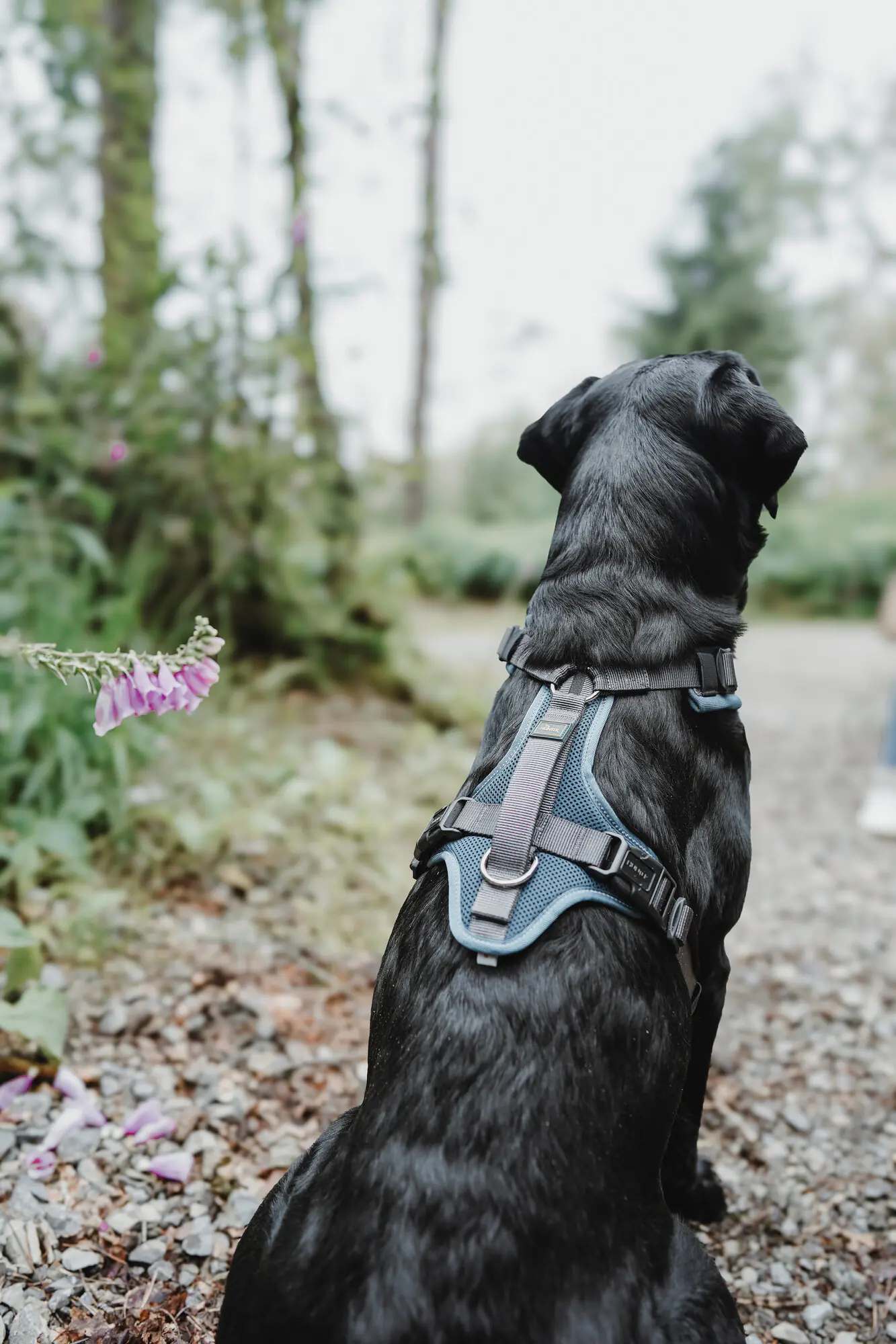 Hunter Hundegeschirr Maldon Up mit Griff S-M petrol/grau