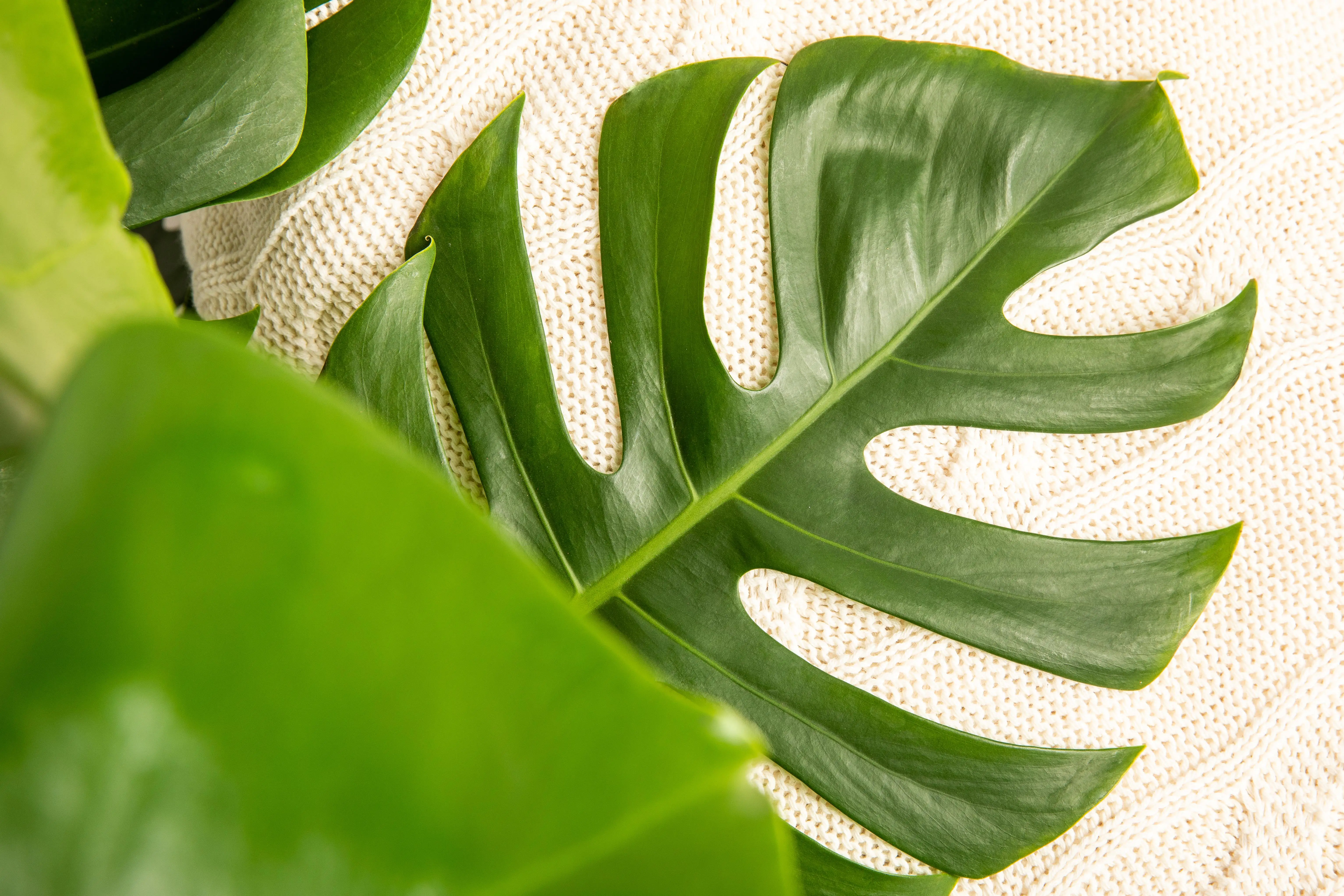 Fensterblatt Monstera deliciosa Deliciosa in Korb H ca. 60 cm 21 cm Topf