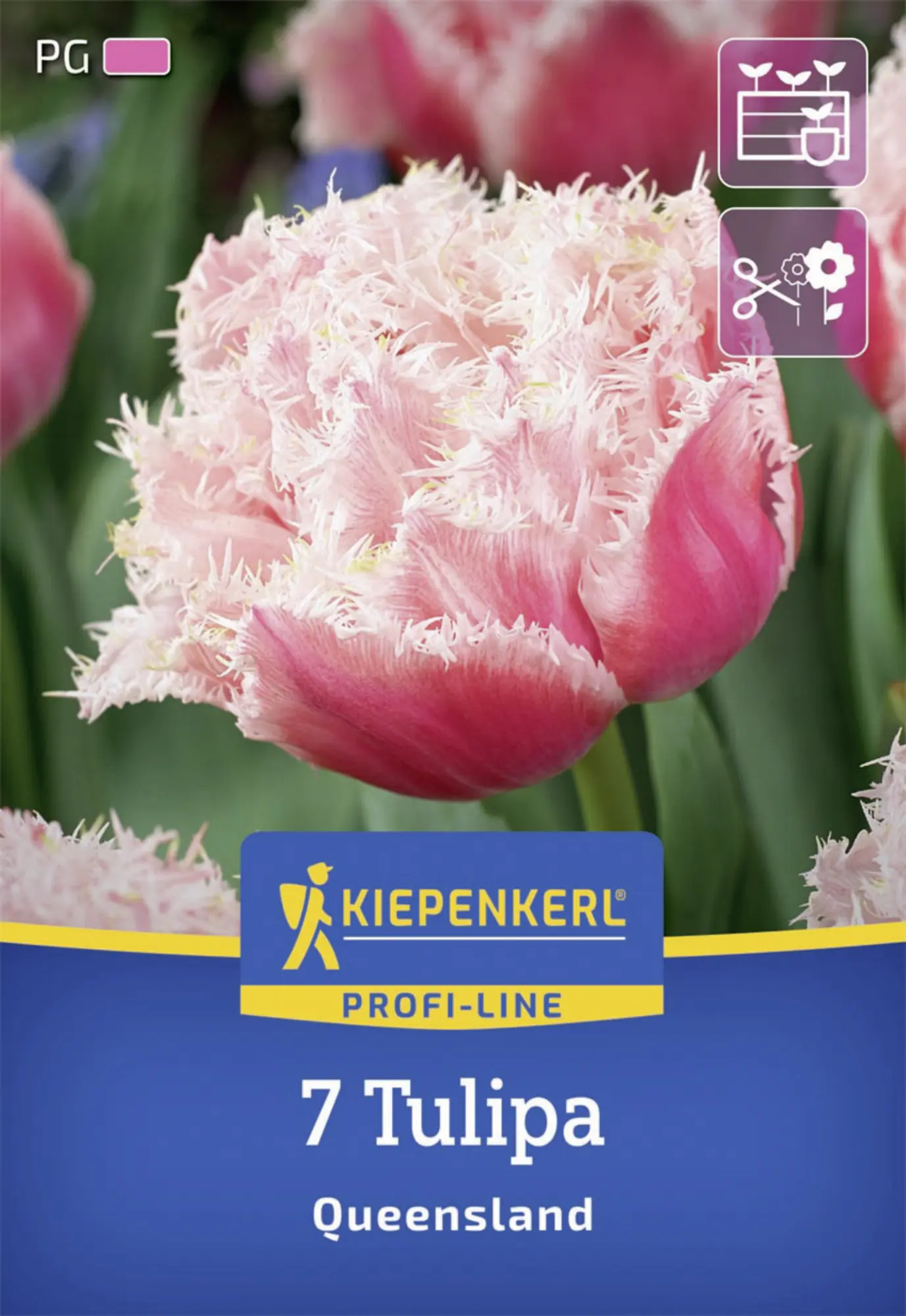 Kiepenkerl Herbstblumenzwiebel Profi-Line Tulpe Queensland 7 Stück