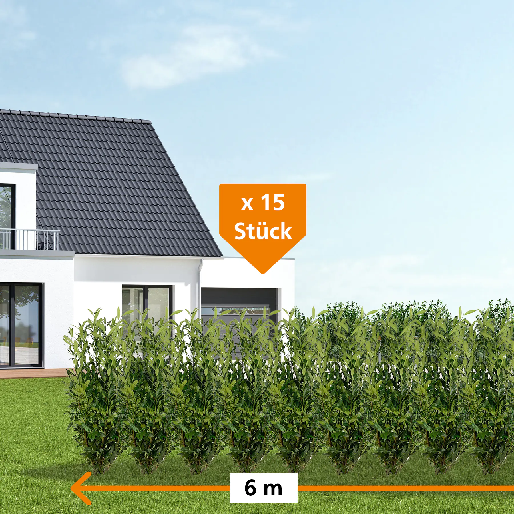 Kirschlorbeer Herbergii Prunus laur. Herbergii H 150 - 175 cm, 15 Stück