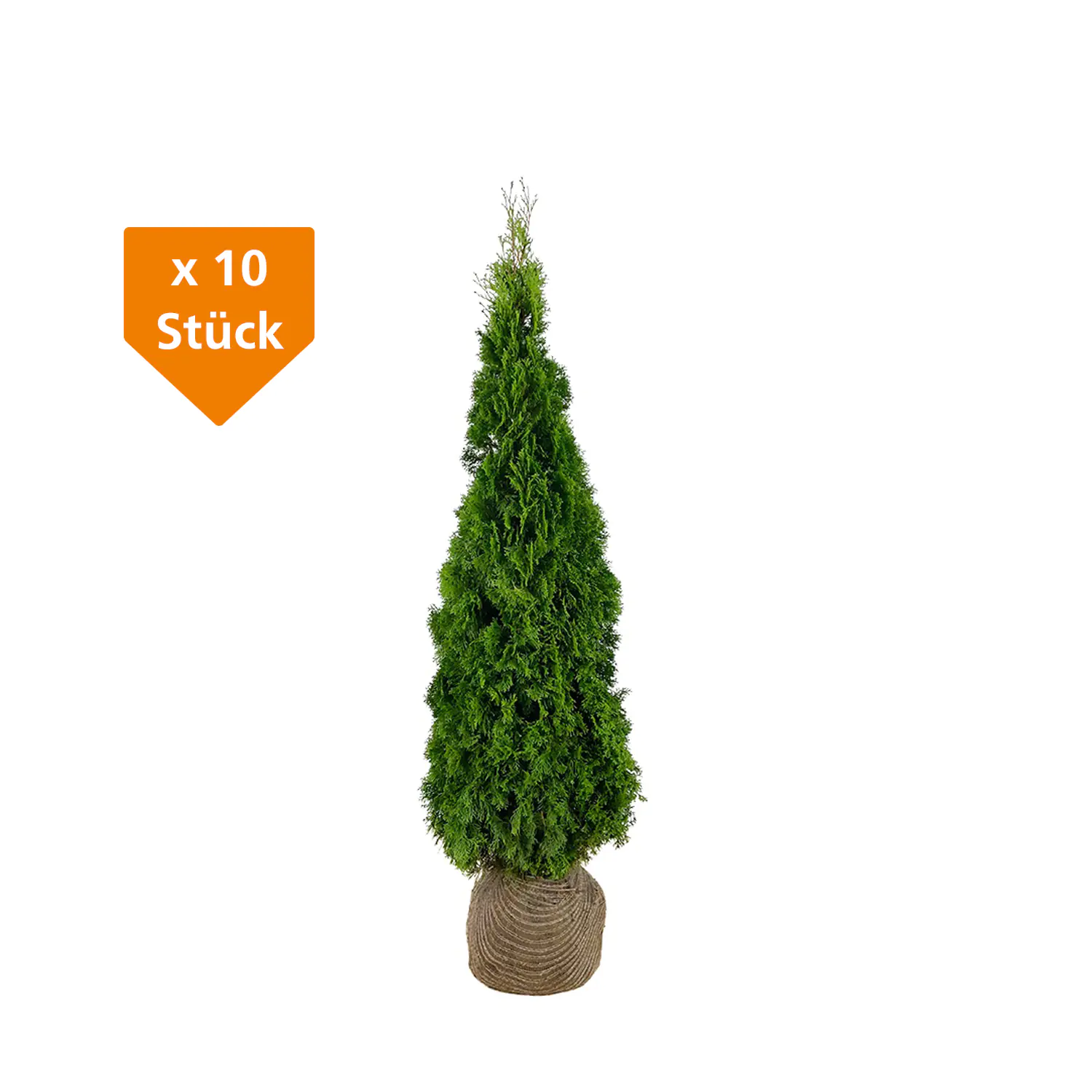 Lebensbaum Thuja occ. Smaragd H 180 - 200 cm, 10 Stück Lebensbaum Thuja occ. Smaragd H 180 - 200 cm, 10 Stück