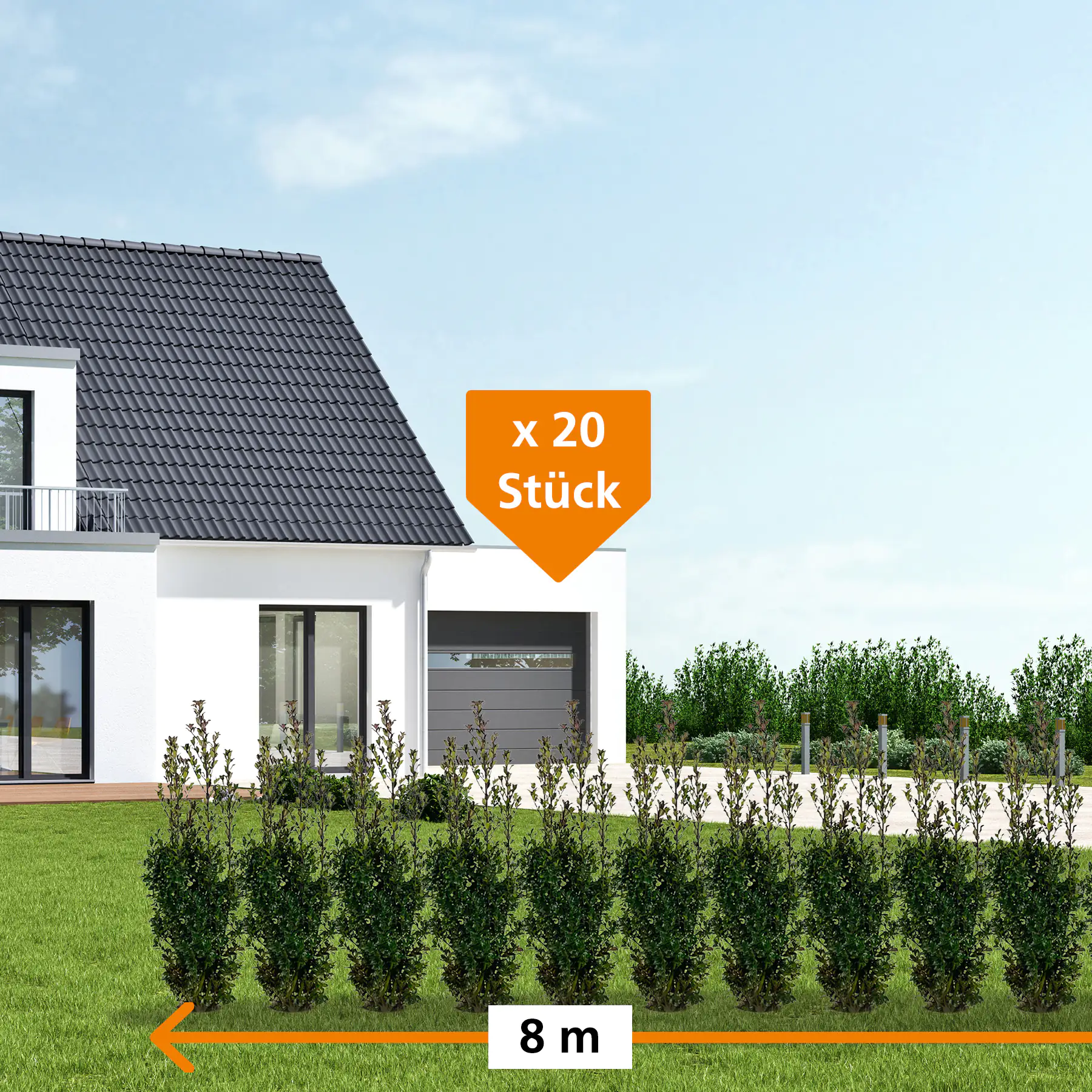 Stechpalme Ilex merservae Heckenstar H 80 - 100 cm, 20 Stück