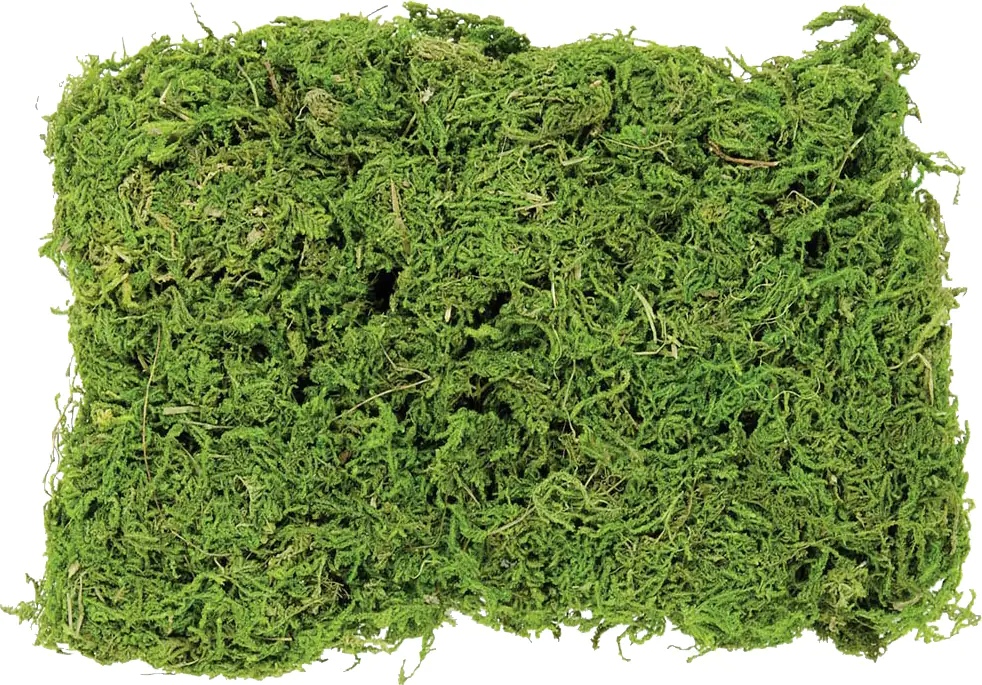 Glorex Moos Beutel 50 Gramm