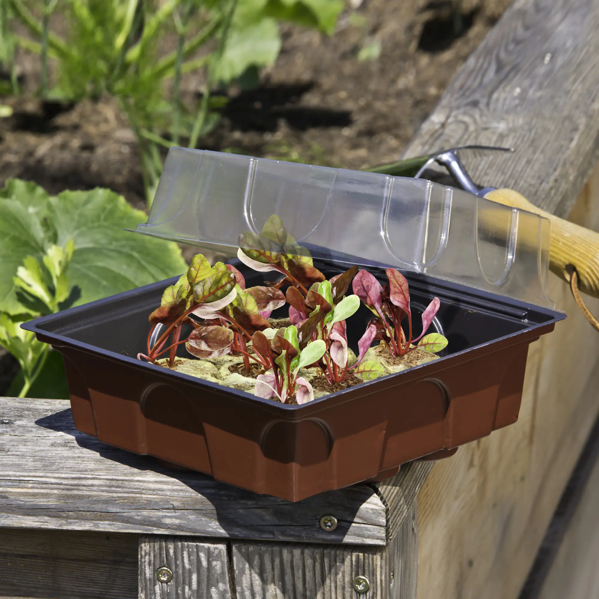 Winhager Anzucht-Gewächshaus Midi 19,5 x 19 x 11 cm + 12 Quelltabs