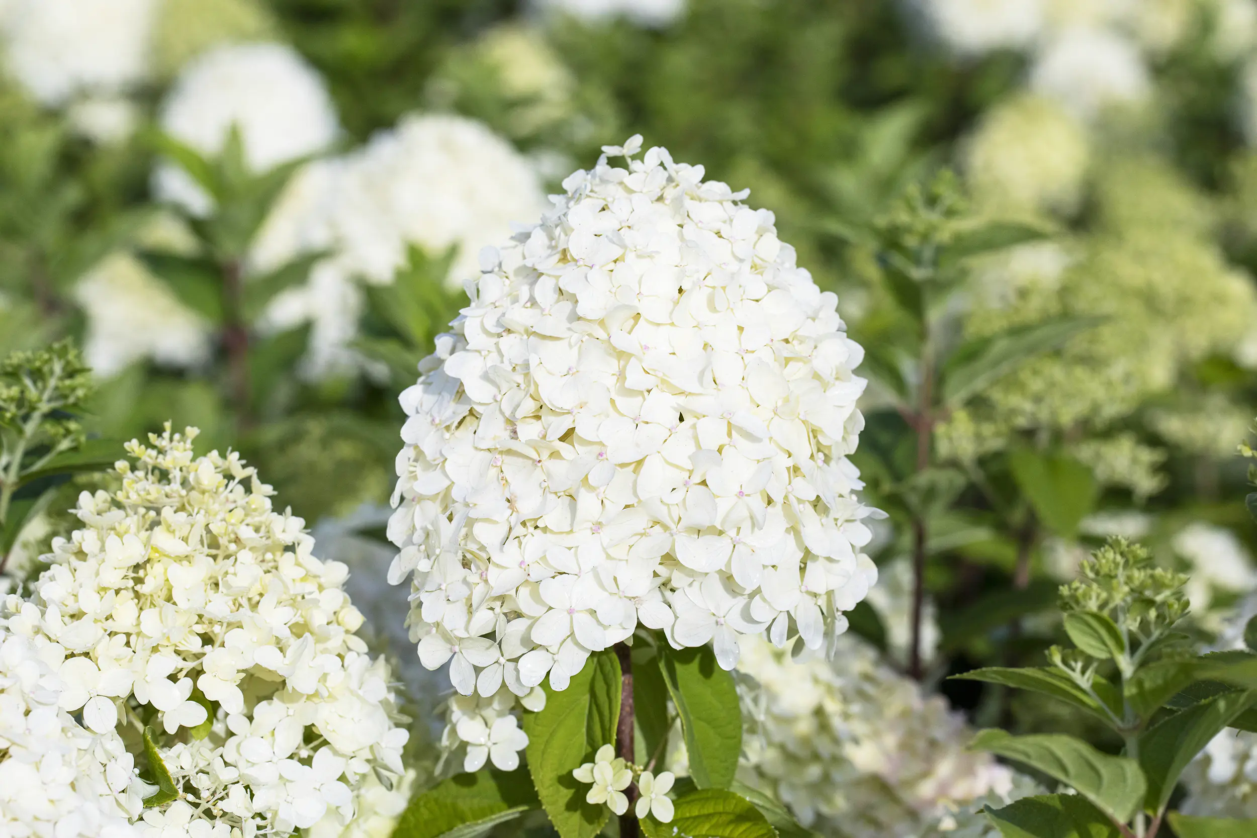 Rispenhortensien 5 l Container