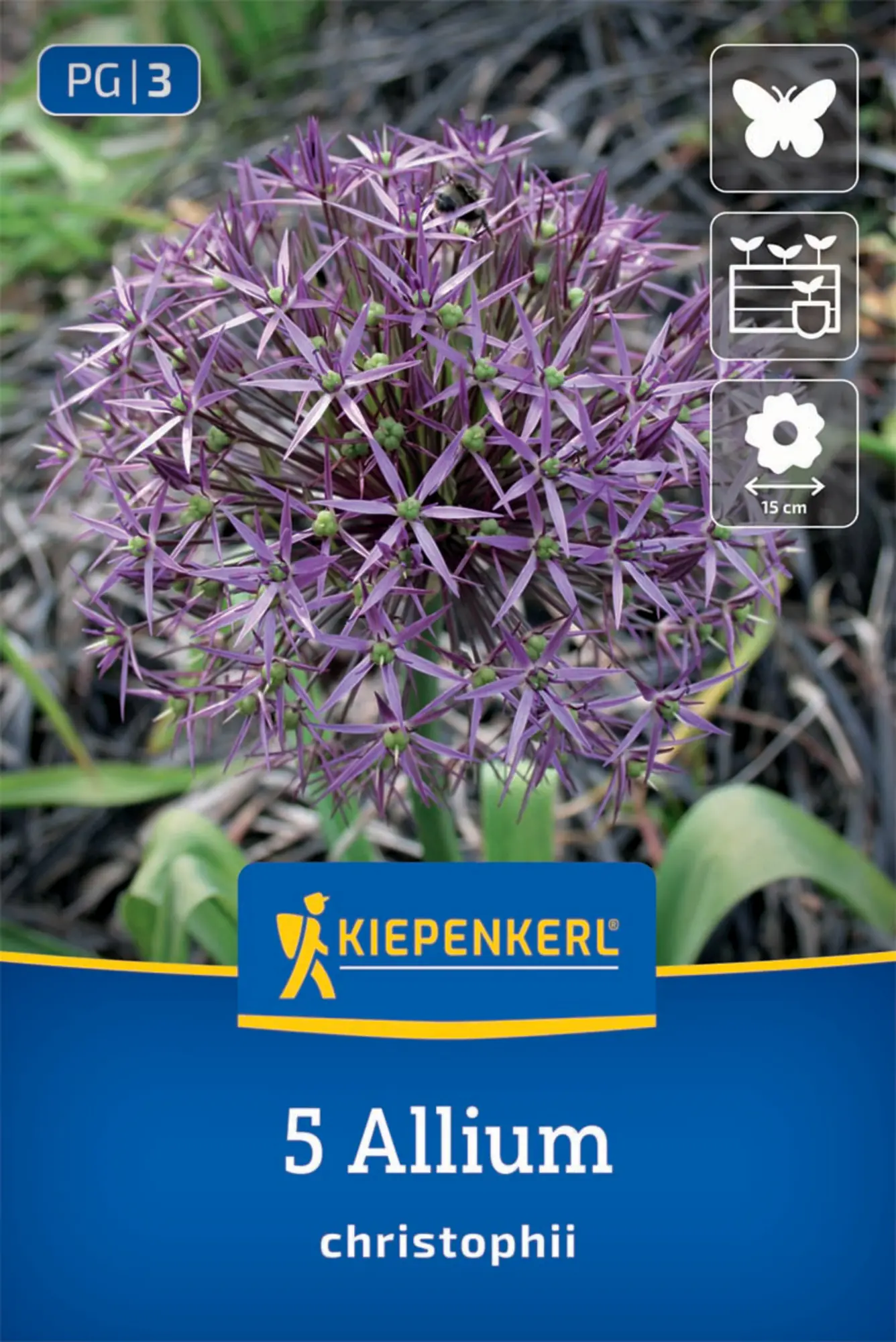 Kiepenkerl Herbstblumenzwiebel Zierlauch Allium christophii 5 Stück