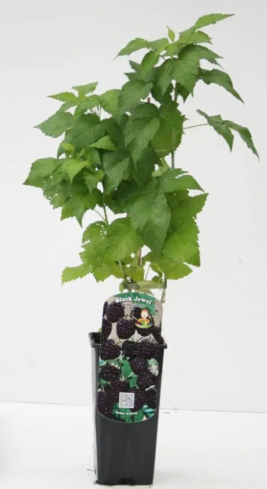Obststrauch Schwarze Himbeere 2 L Eckcontainer