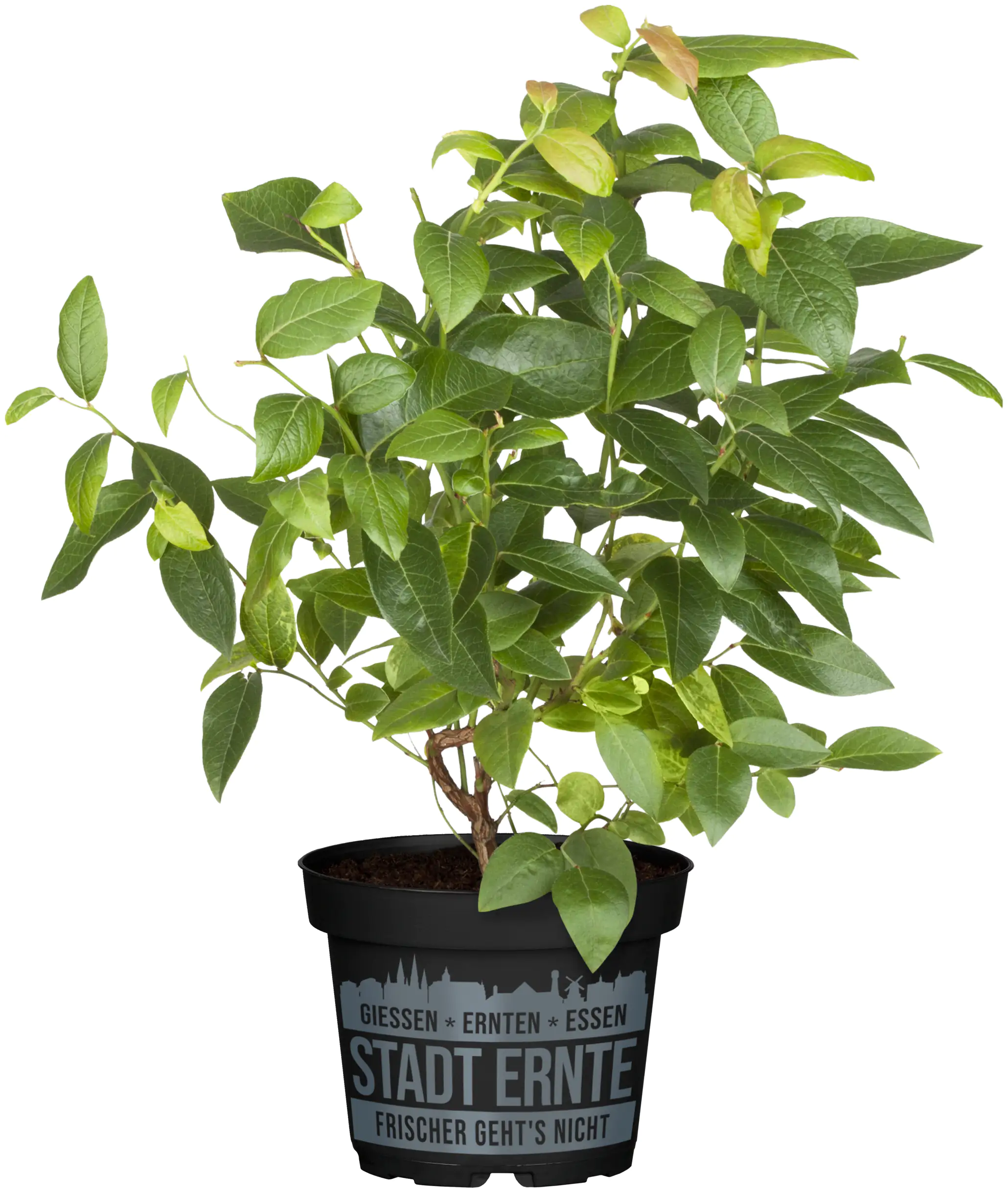 Blaubeerstrauch Vaccinium Little Blue Wonder Stadt Ernte H ca 20 cm 17 cm Topf