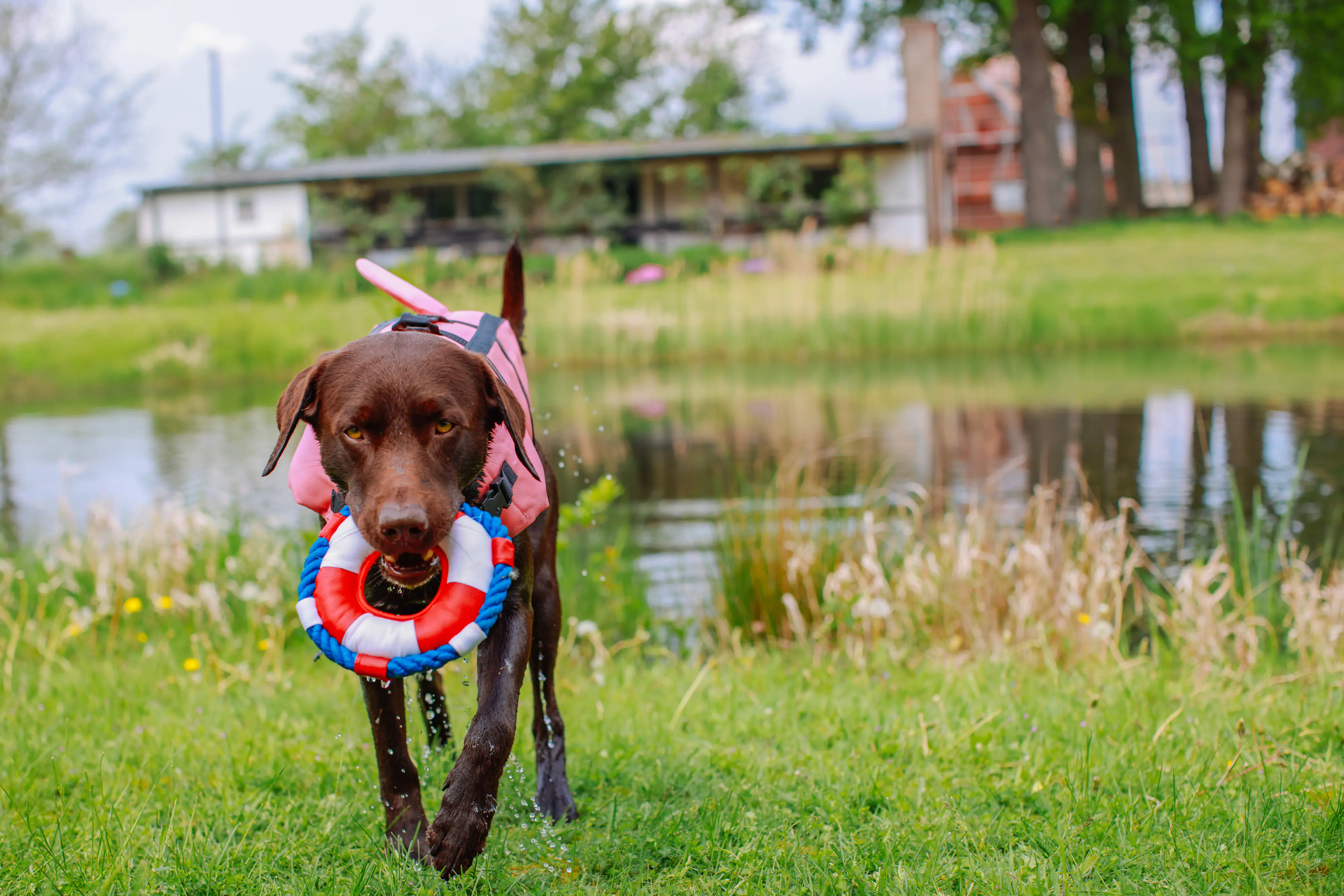 Nobby Hunde Schwimmweste Sharki mit Haiflosse pink Nobby Hunde Schwimmweste Sharki mit Haiflosse pink