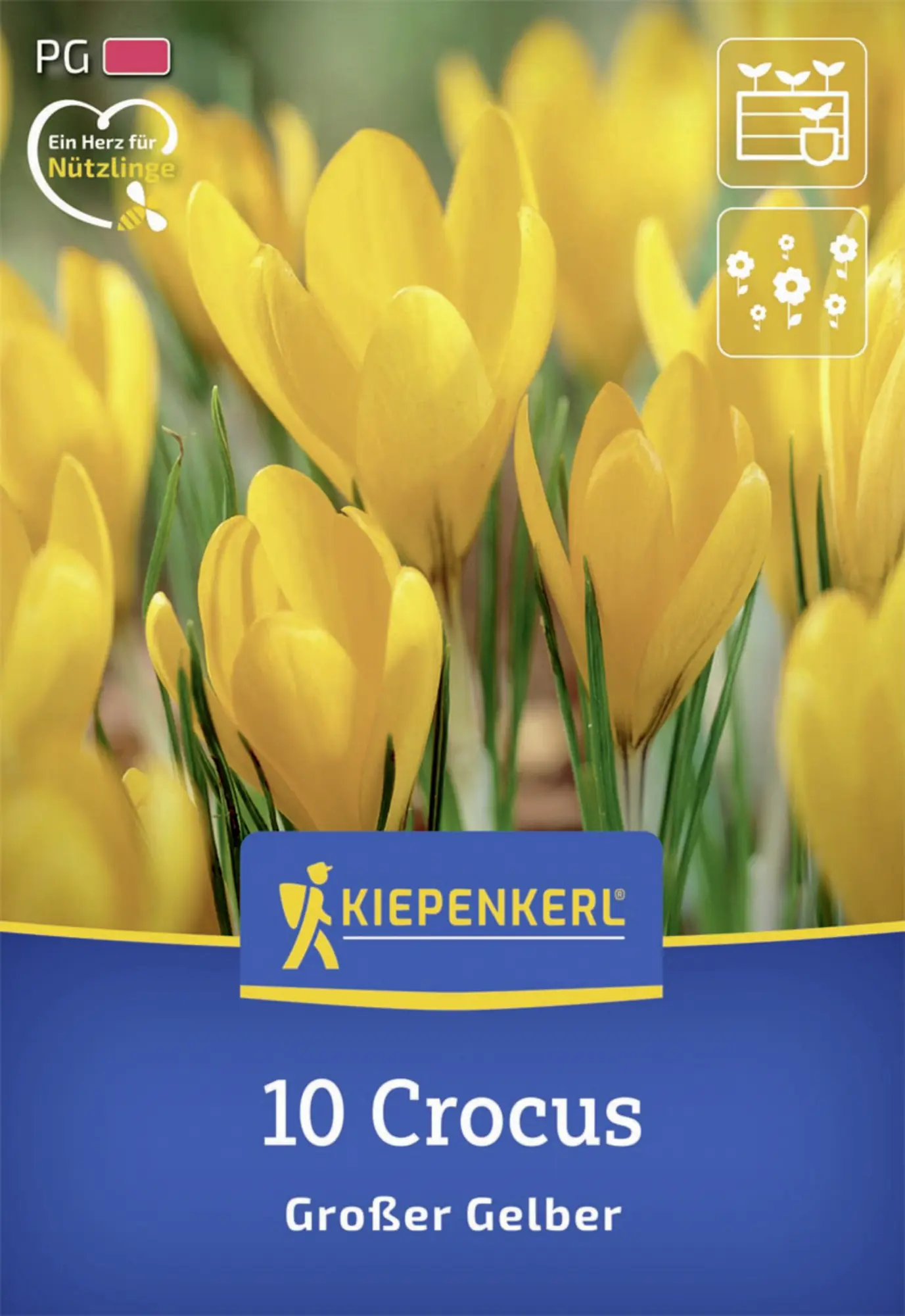 Kiepenkerl Herbstblumenzwiebel Großblumiger Krokus Großer Gelber 10 Stück