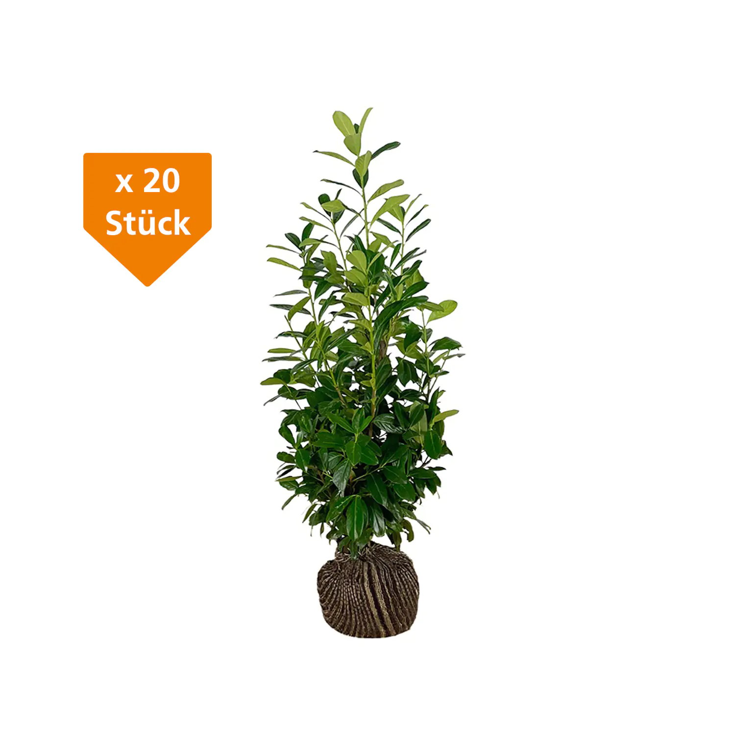 Kirschlorbeer Novita Prunus laur. Novita H 100 - 125 cm, 20 Stück