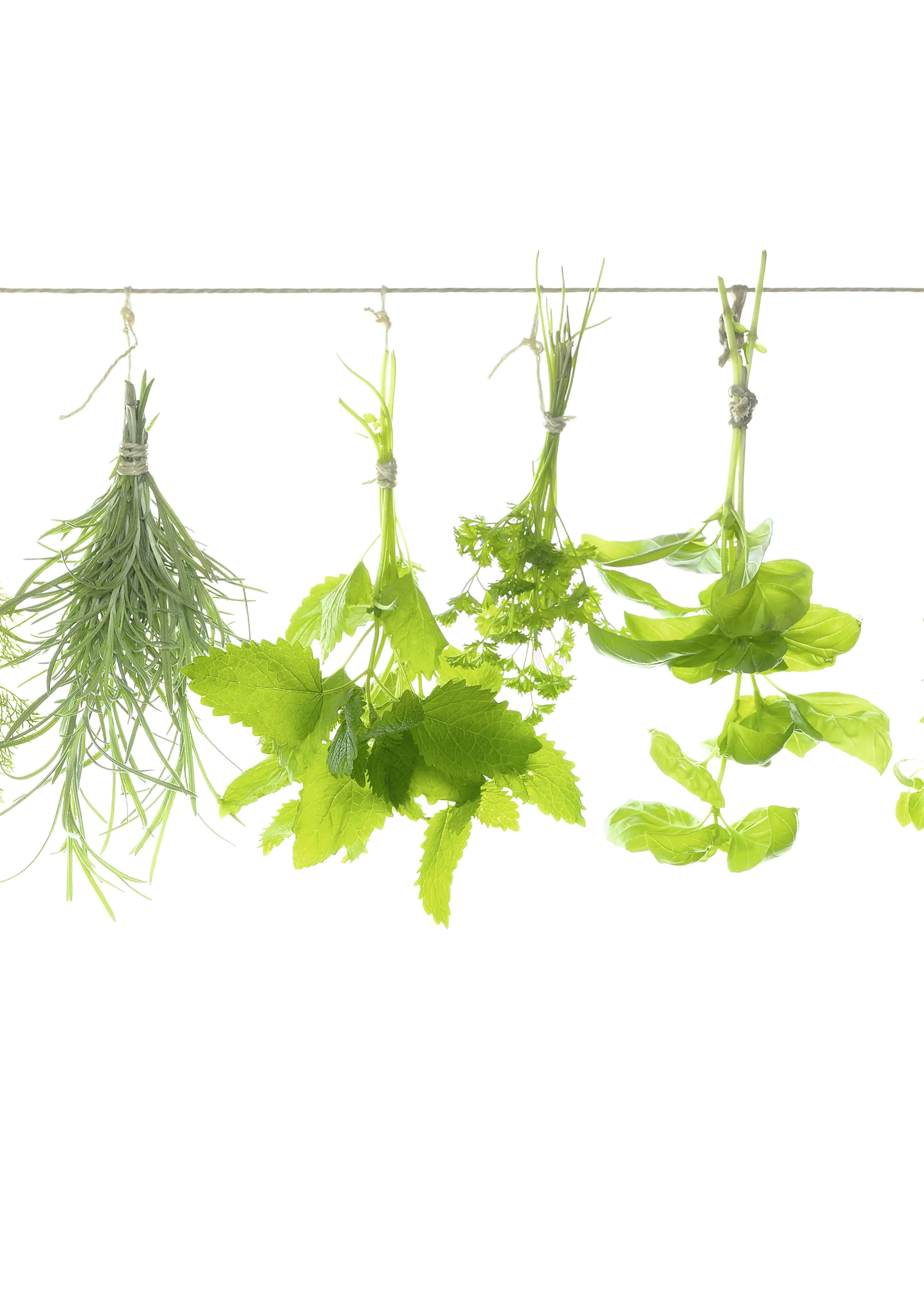 Küchenrückwand WandArt easy 120 x 58,5 cm, 3 mm, herbs line