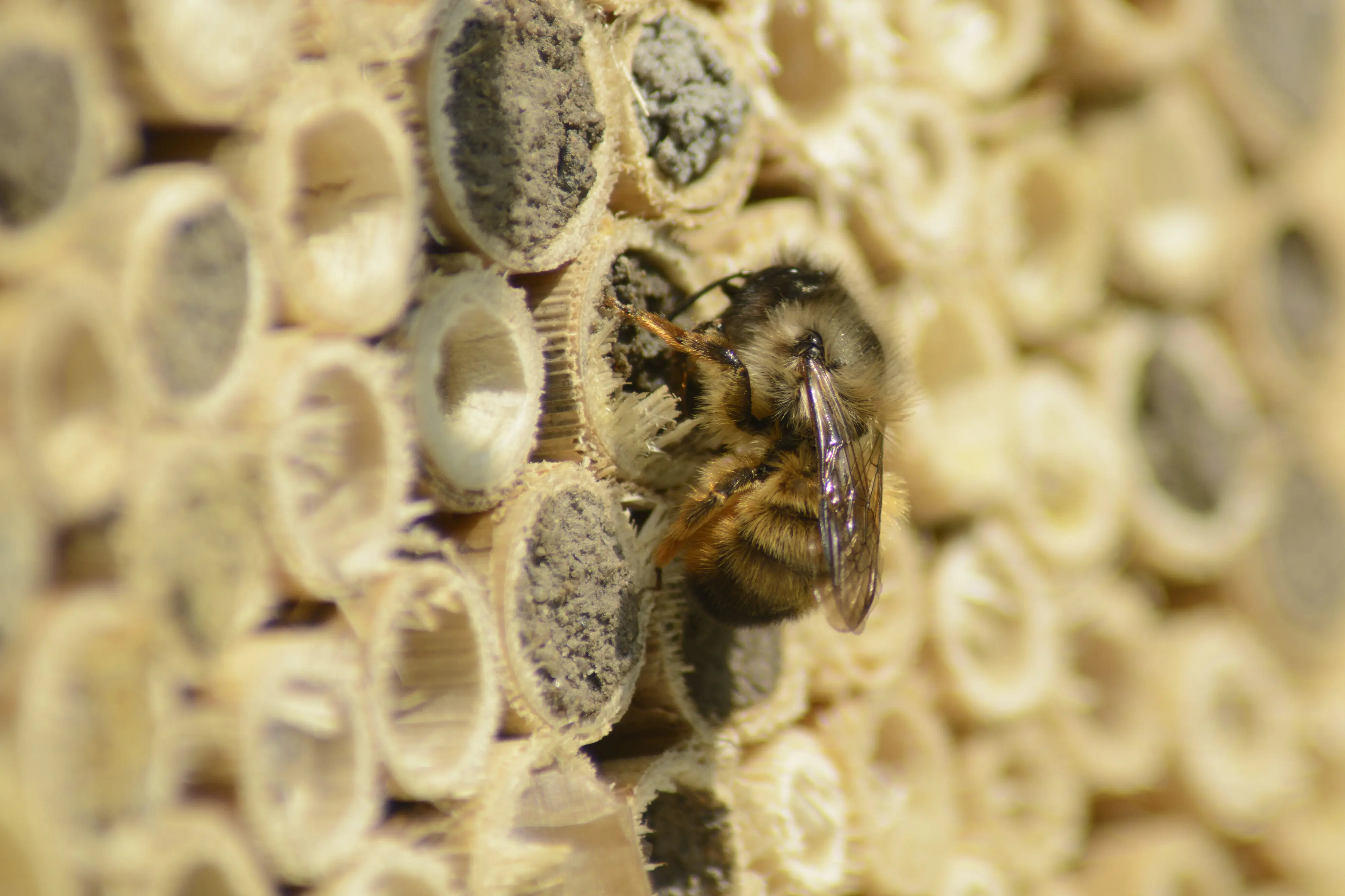 Dobar Insektenhotel Nisthilfe Zedernholz 15,5 x 12 x 19,5 cm natur