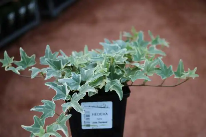 Efeu weißbunt 11 cm Topf