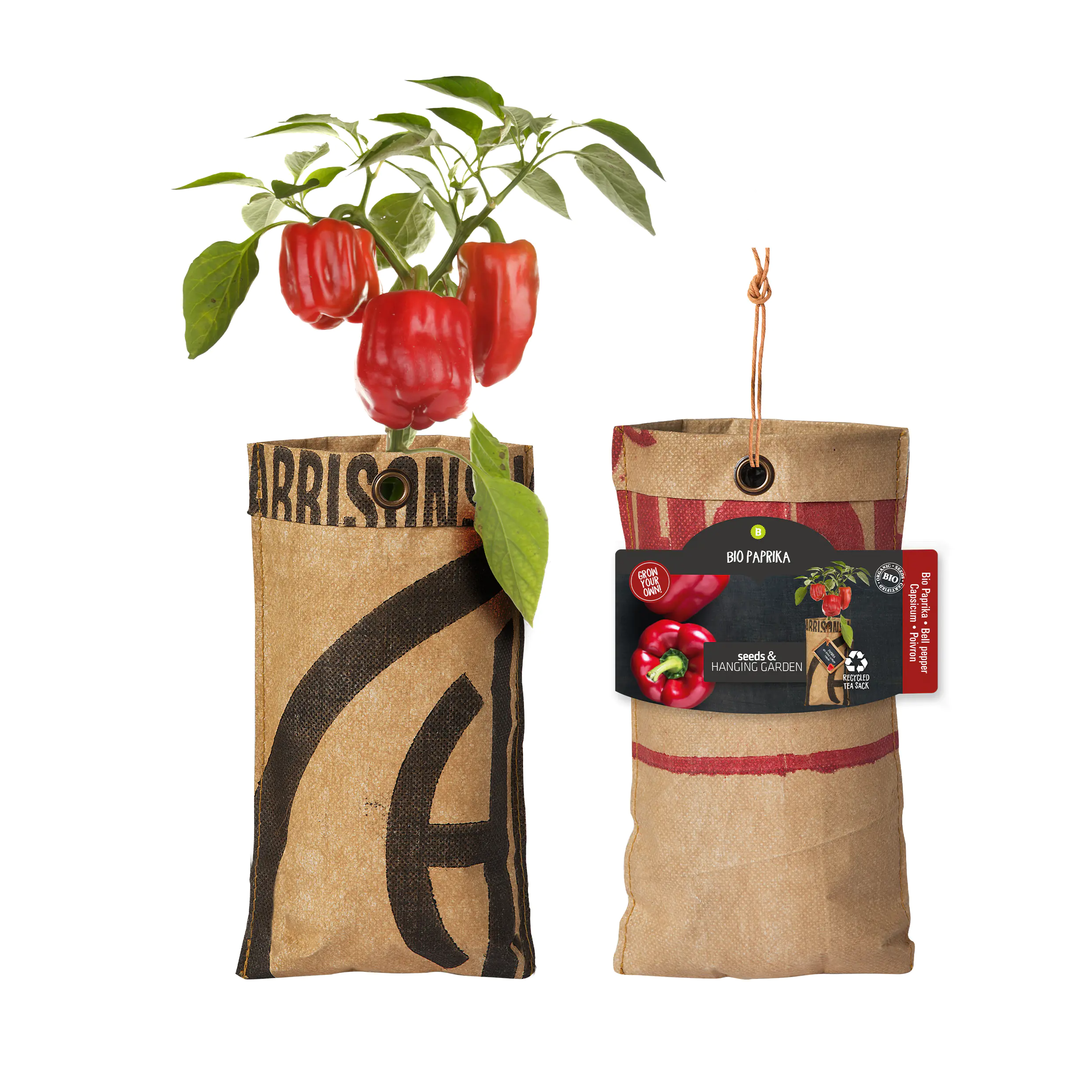 Baza Seeds hängender Garten Bio Paprika 