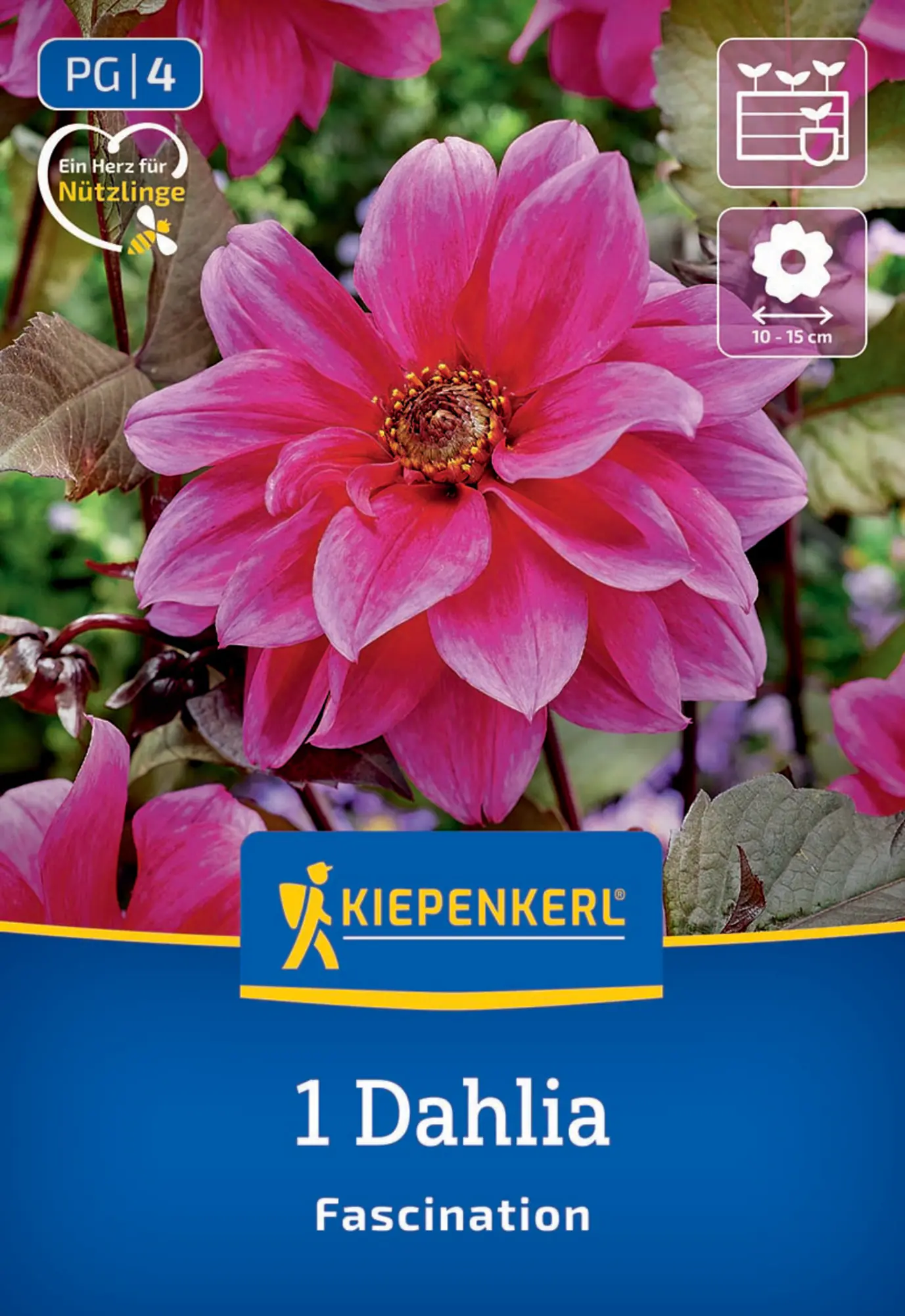 Kiepenkerl Frühjahrsblumenzwiebel Dunkellaubige Beetdahlie Fascination 1 Stück