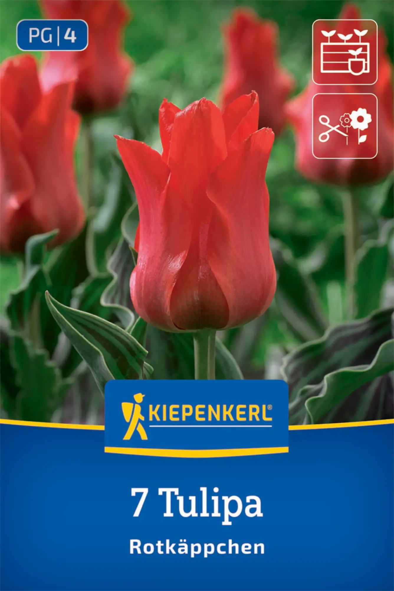 Kiepenkerl Herbstblumenzwiebel Tulpen Rotkäppchen 7 Stück