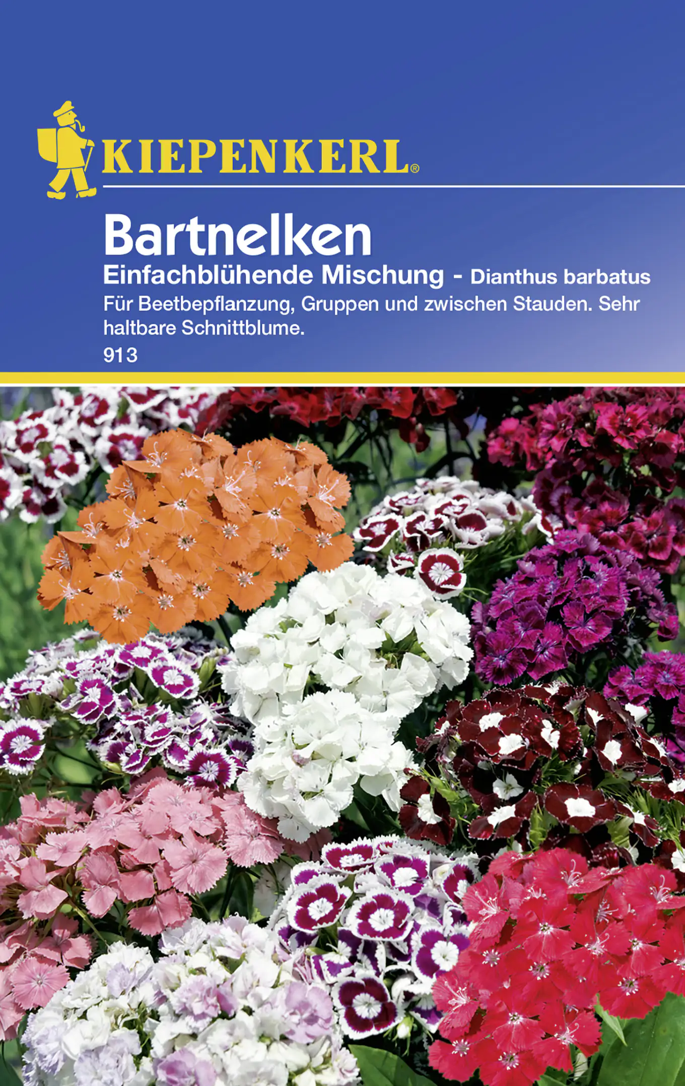 Kiepenkerl Bartnelken Dianthus barbatus, Inhalt: ca. 50 Pflanzen