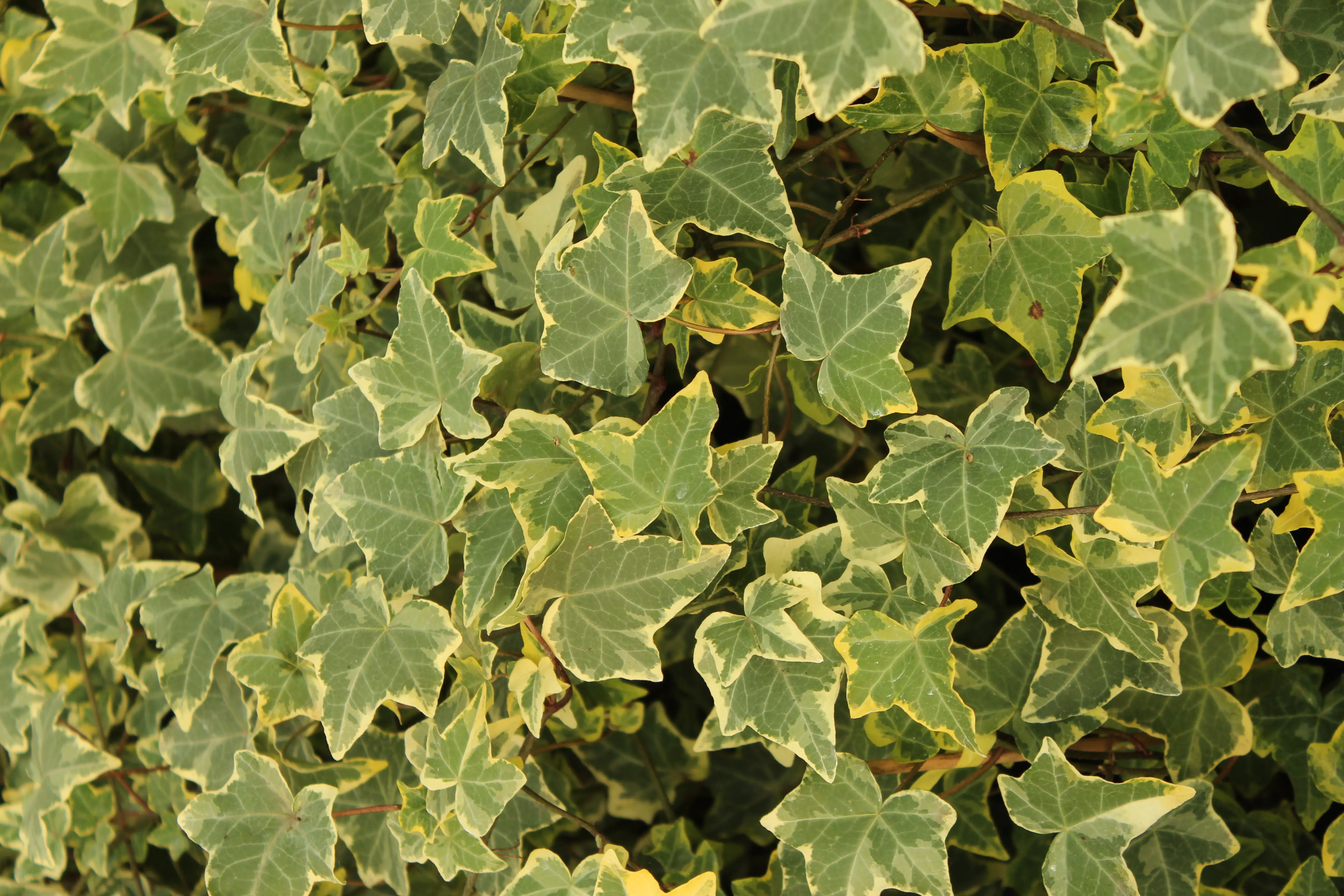 Efeu weißbunt 2 L Eckcontainer