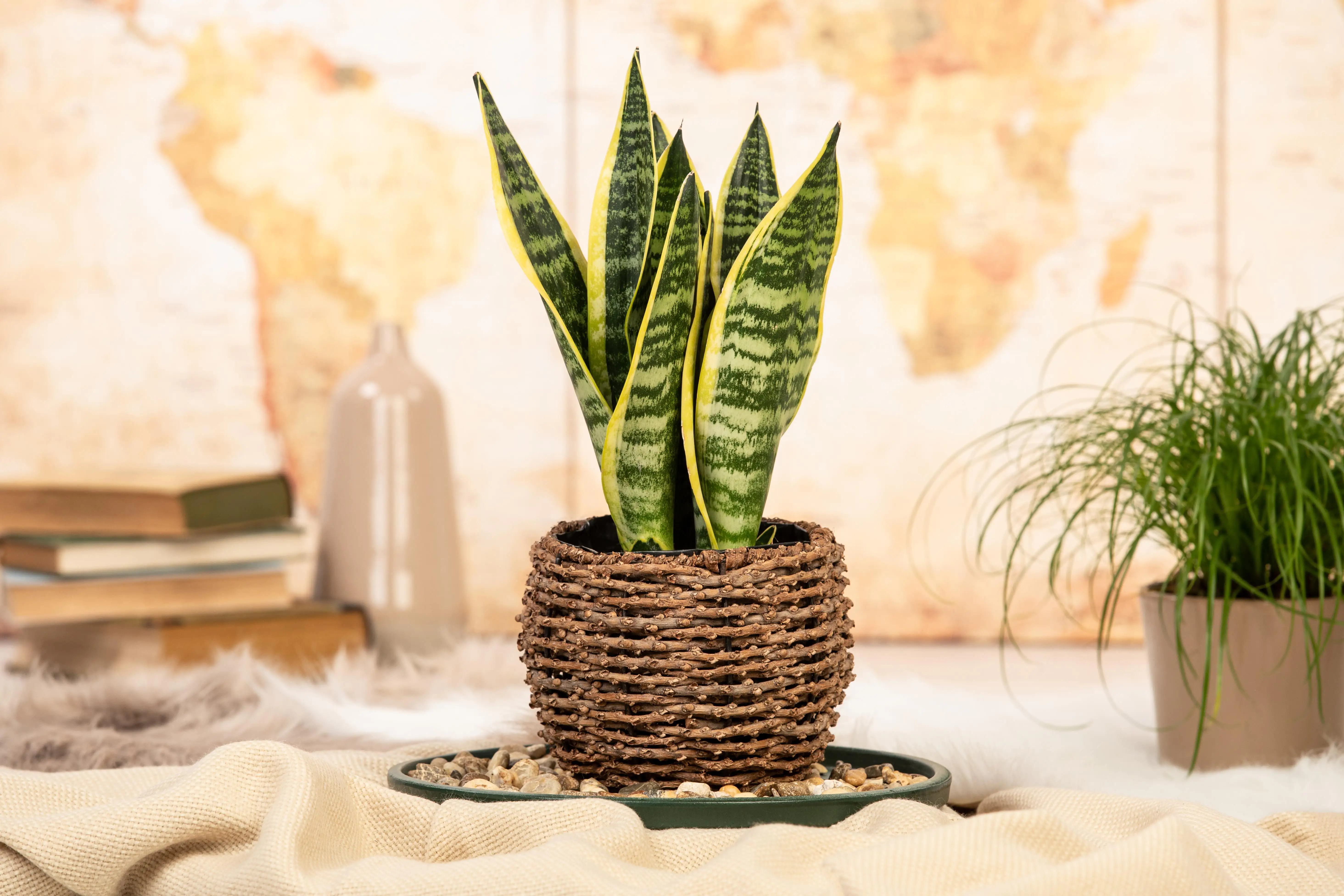 Bogenhanf Sansevieria Laurentii H ca. 50 cm 14 cm Topf