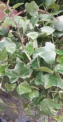 B&L Efeu weissbunt 40-60 cm hoch 2 L Eckcontainer, Kletterpflanze