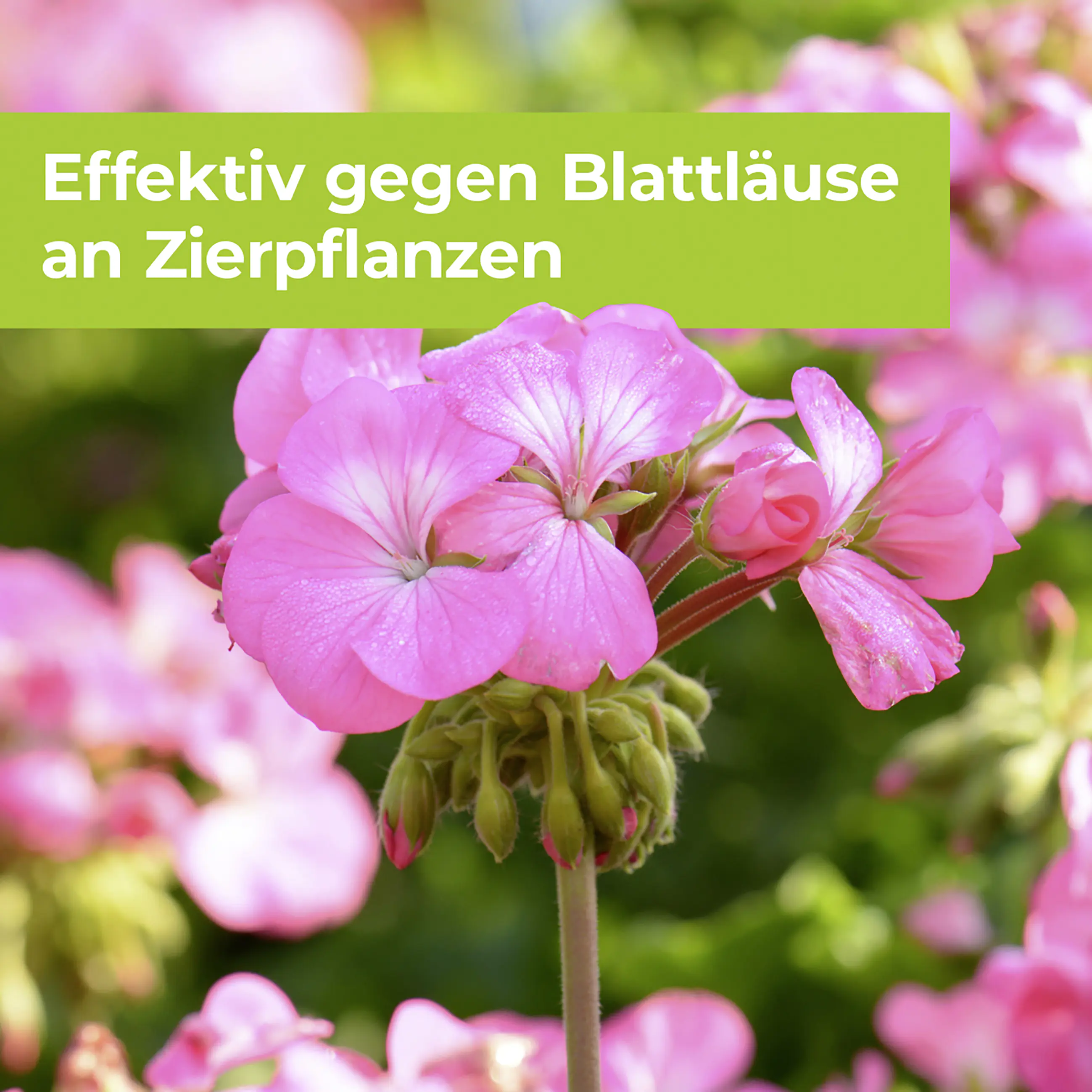 Protect Garden Lizetan Plus Blattlausfrei AF 1 l Protect Garden Lizetan Plus Blattlausfrei AF 1 l