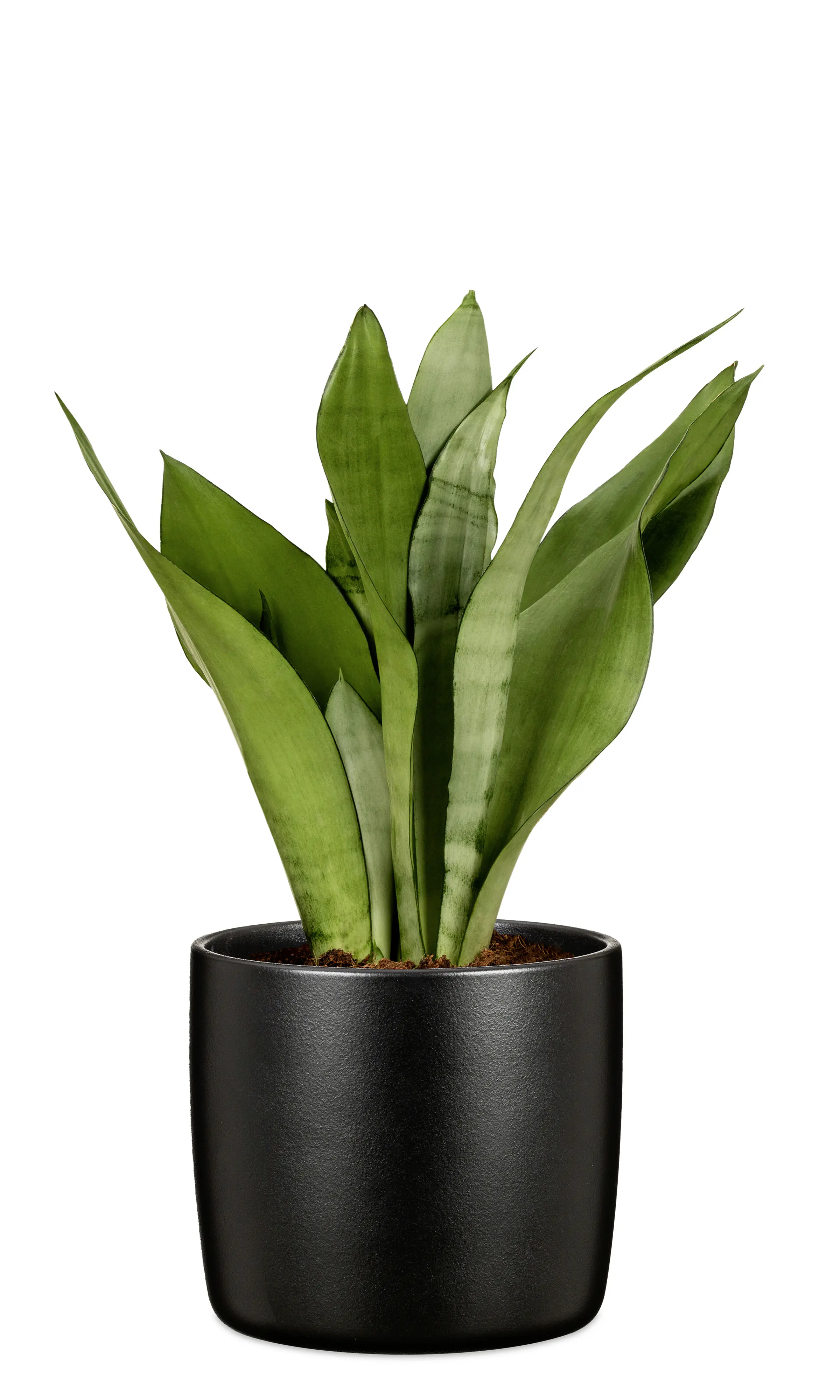 Scheurich Übertopf Solid Ø 17,6 x 16 cm ebano schwarz