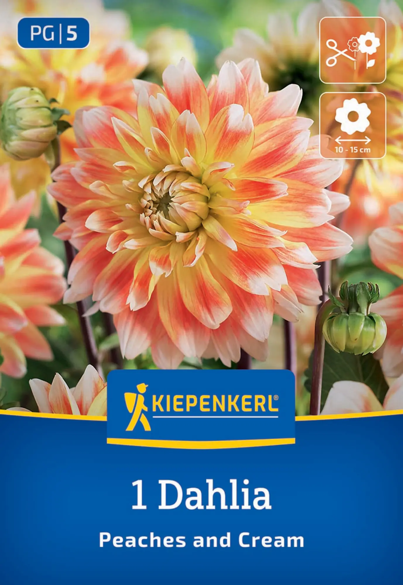 Kiepenkerl Frühjahrsblumenzwiebel Dekorative Dahlie Peaches and Cream 1 Stück