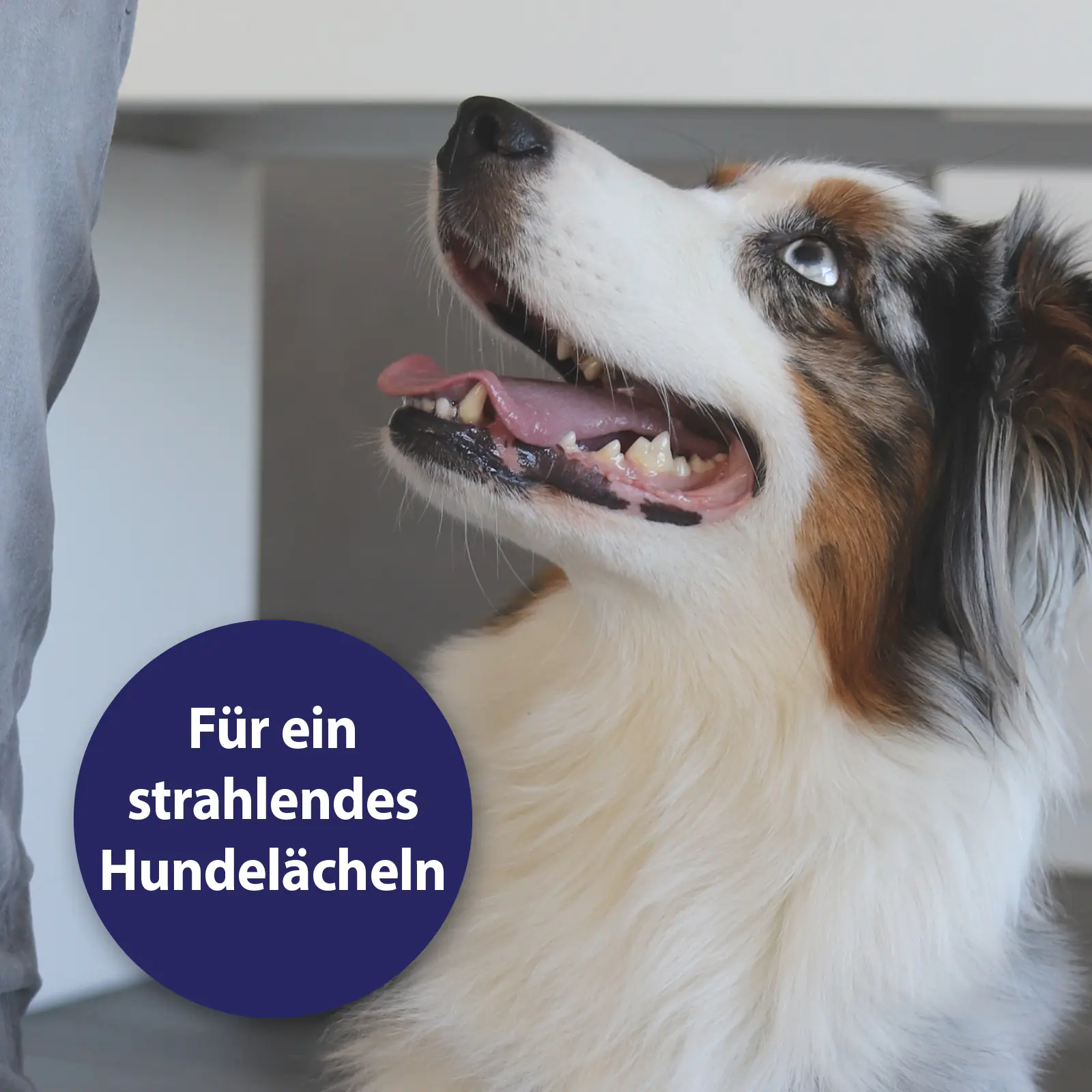 Canosept Zahnspray für Hunde 100 ml Canosept Zahnspray für Hunde 100 ml