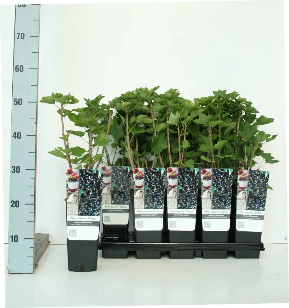 Obststrauch Schwarze Johannisbeere Titania 2 L Container