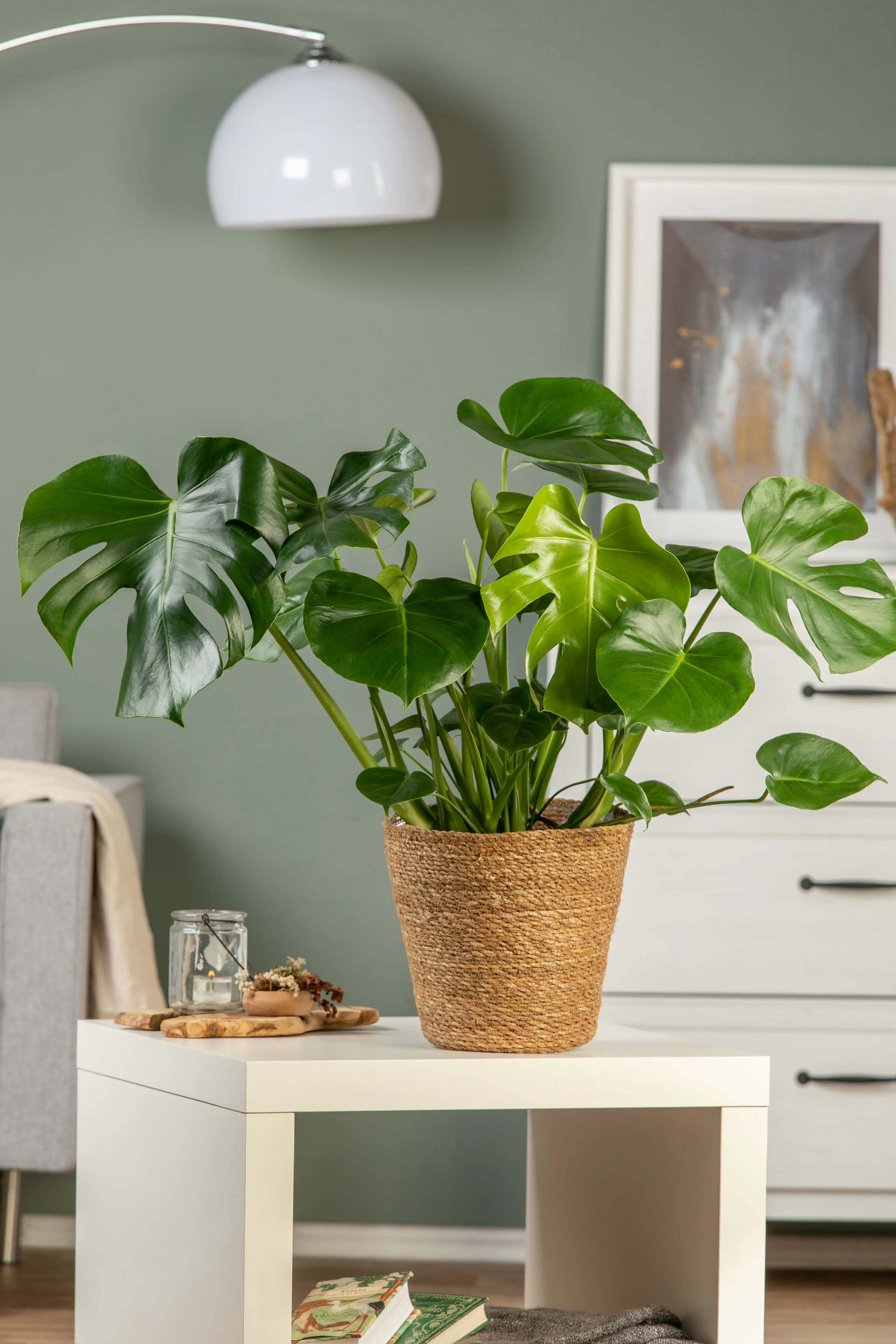 Fensterblatt Monstera deliciosa Deliciosa in Korb H ca. 60 cm 21 cm Topf