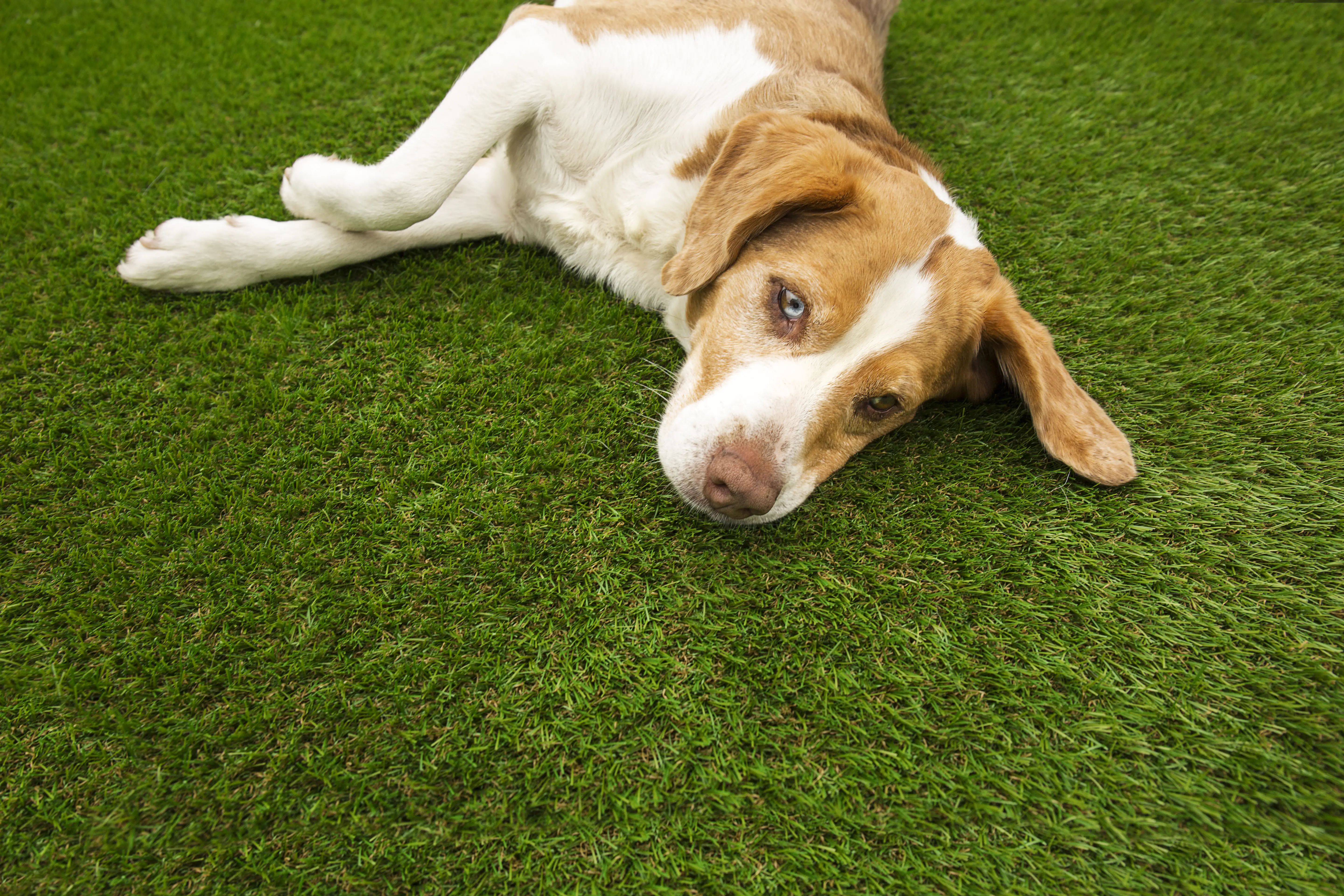 Kunstrasen Leros getuftet, grün, 2 m, mit Drainagelöchern,