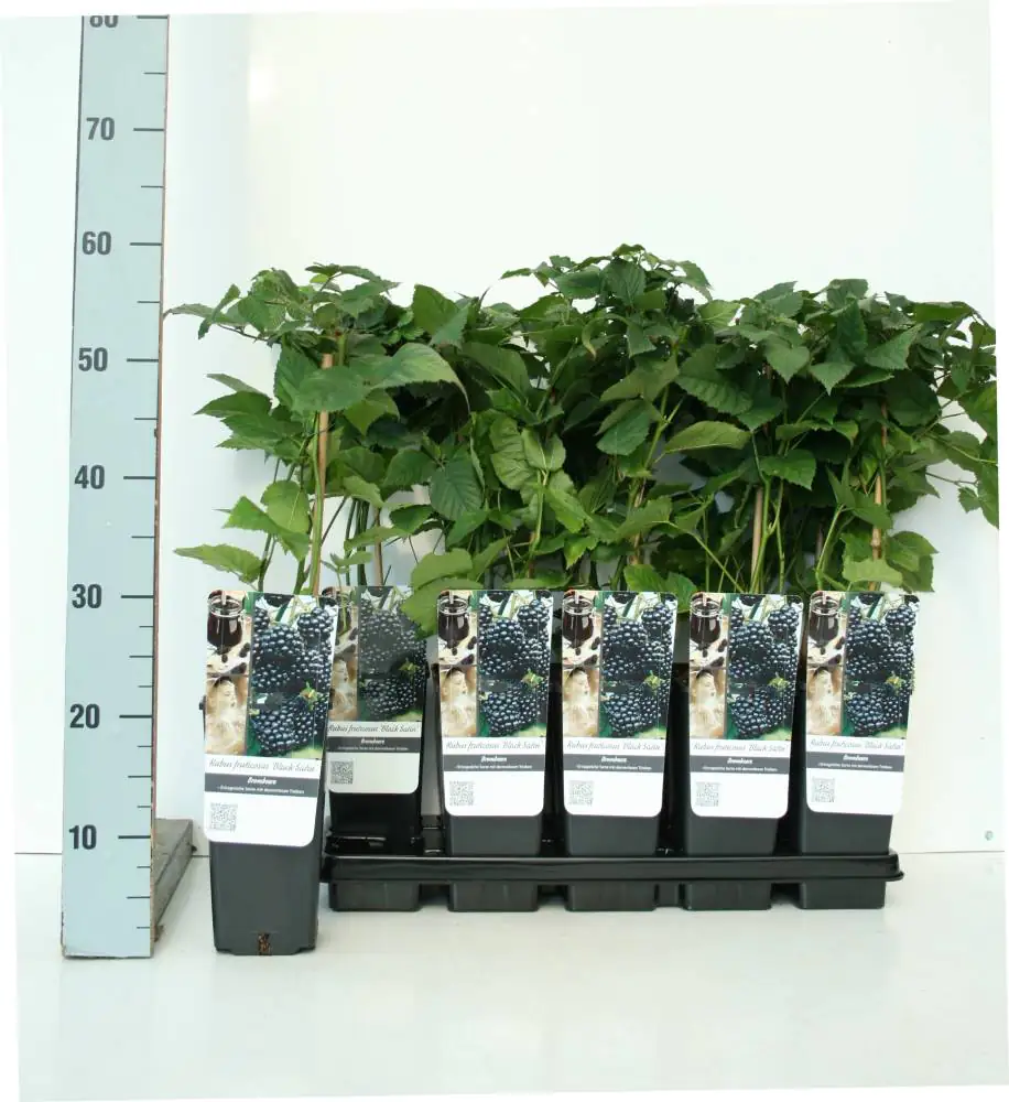 Obststrauch Brombeere Black Satin 2 L Eckcontainer