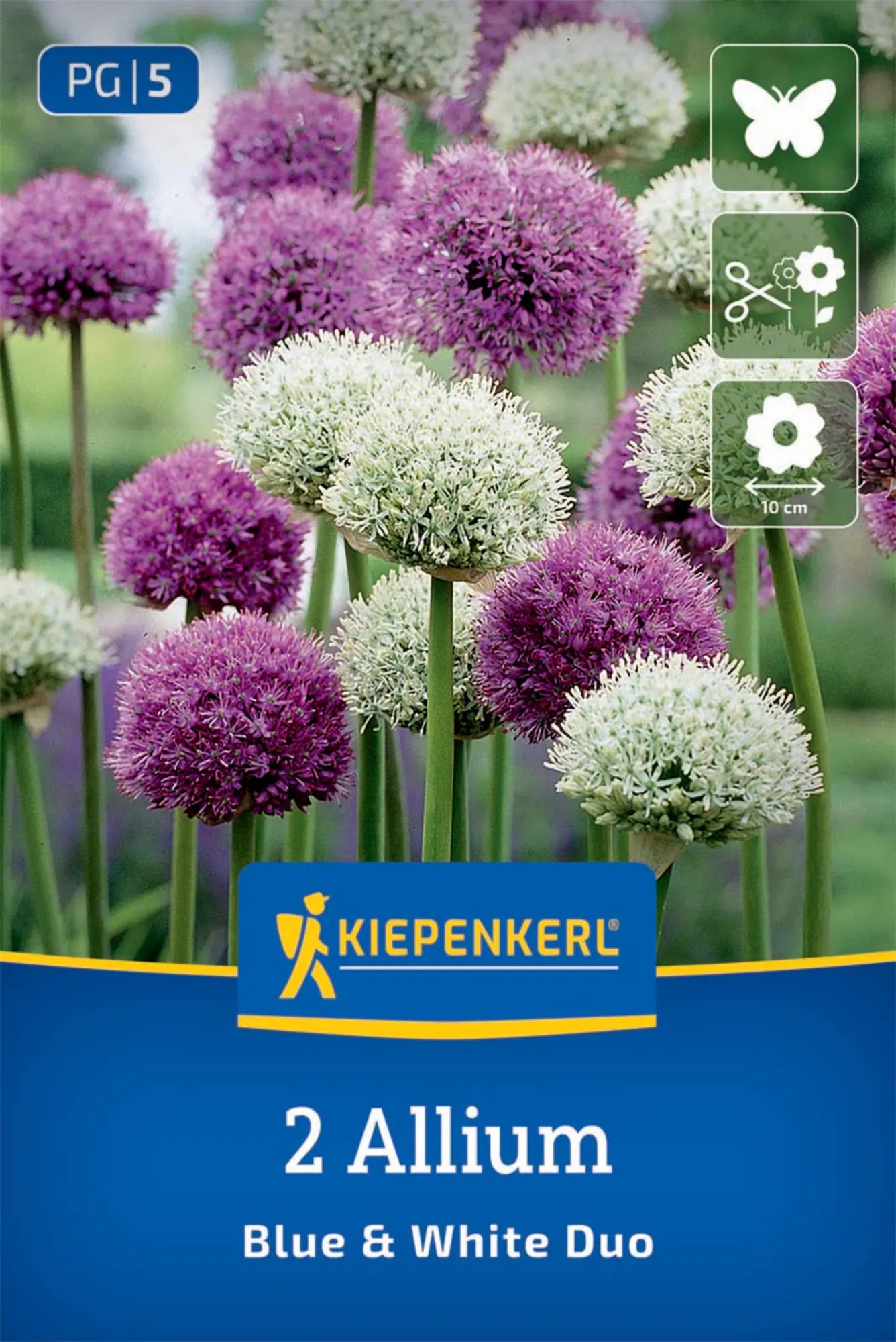 Kiepenkerl Herbstblumenzwiebel Zierlauch Allium Blue & White Duo 2 Stück