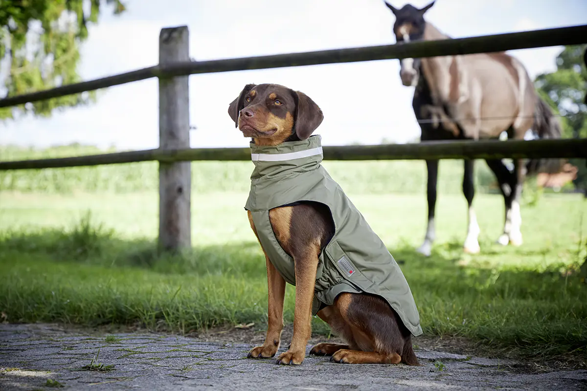Wolters Hundebekleidung Outdoorjacke Modern Classic für Dackel olive