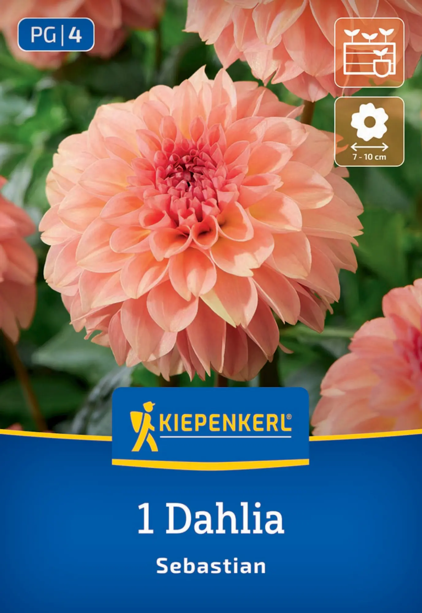 Kiepenkerl Frühjahrsblumenzwiebel Dekorative Dahlie Sebastian 1 Stück