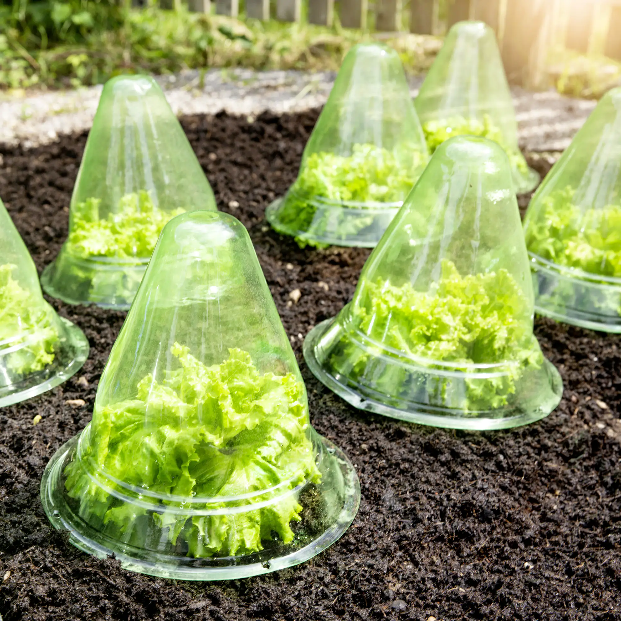 9003117055896 Windhager Pflanzenhut Ø 24cm 10 Stück