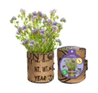 Baza Seeds Nützlingsblumen Phacelia