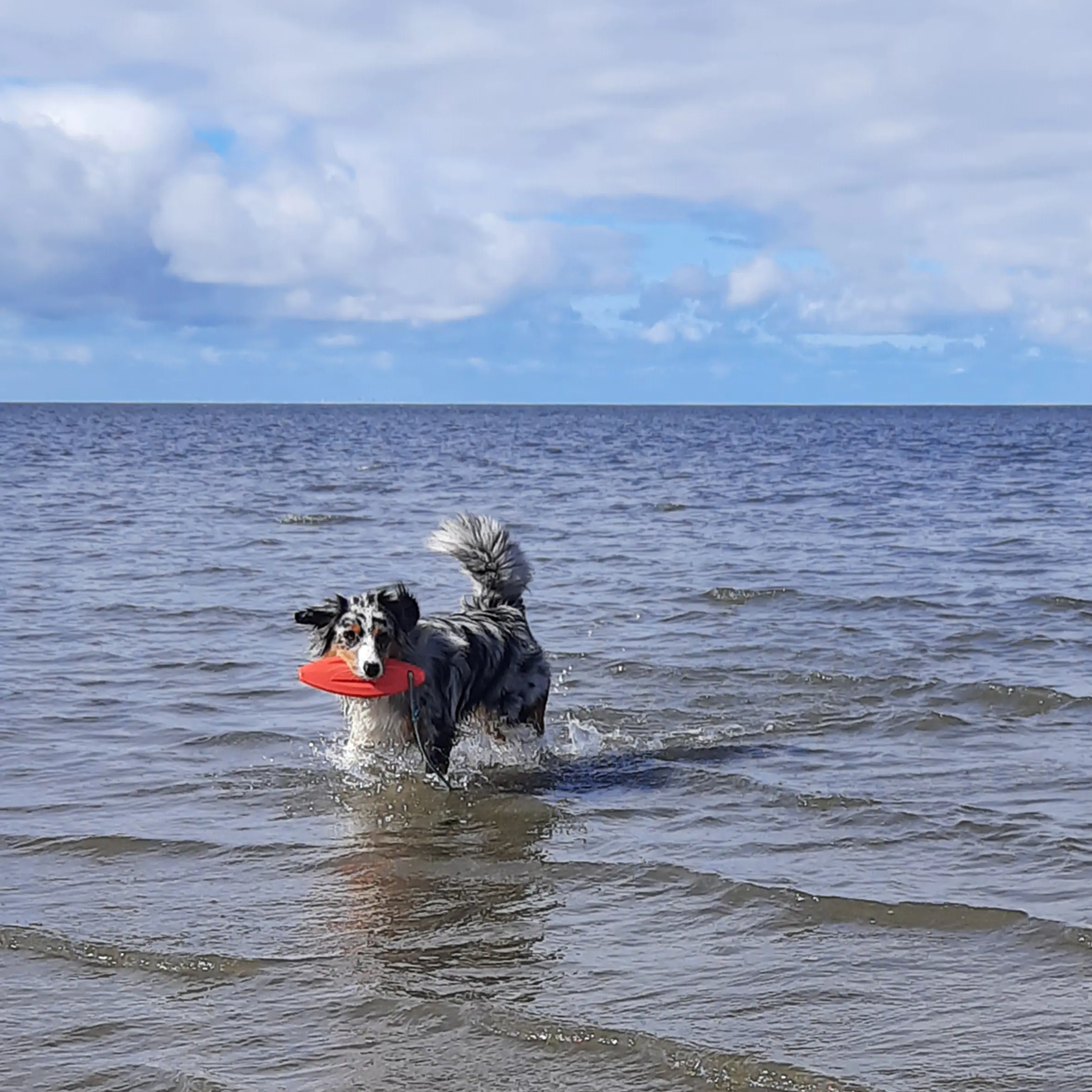 Nobby Hundespielzeug schwimmfähig TPR Lifeboard mit Seil 26 cm