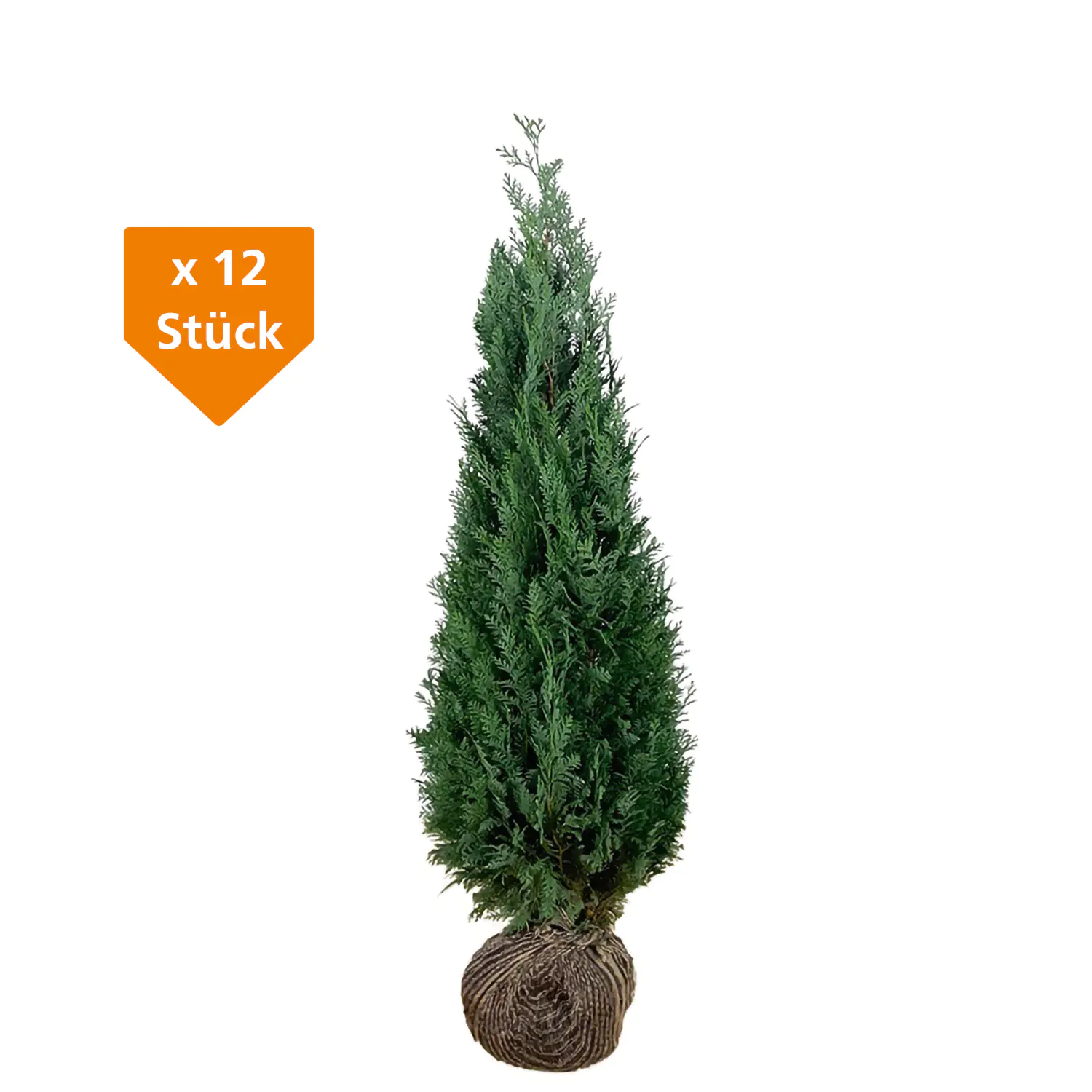 Blaue Scheinzypresse Cham. law. column. Glauca H 180 - 200 cm, 12 Stück Blaue Scheinzypresse Cham. law. column. Glauca H 180 - 200 cm, 12 Stück